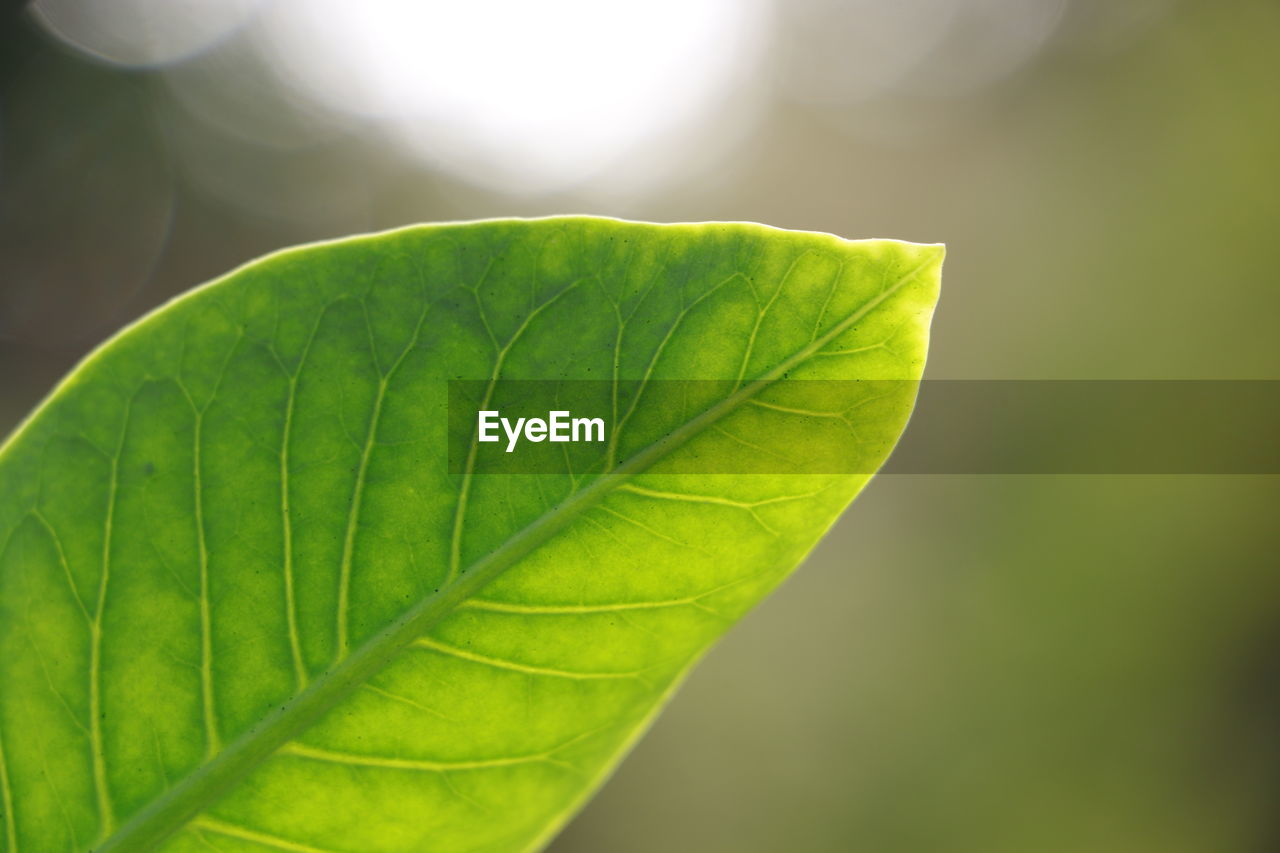 Close-up of green leaf