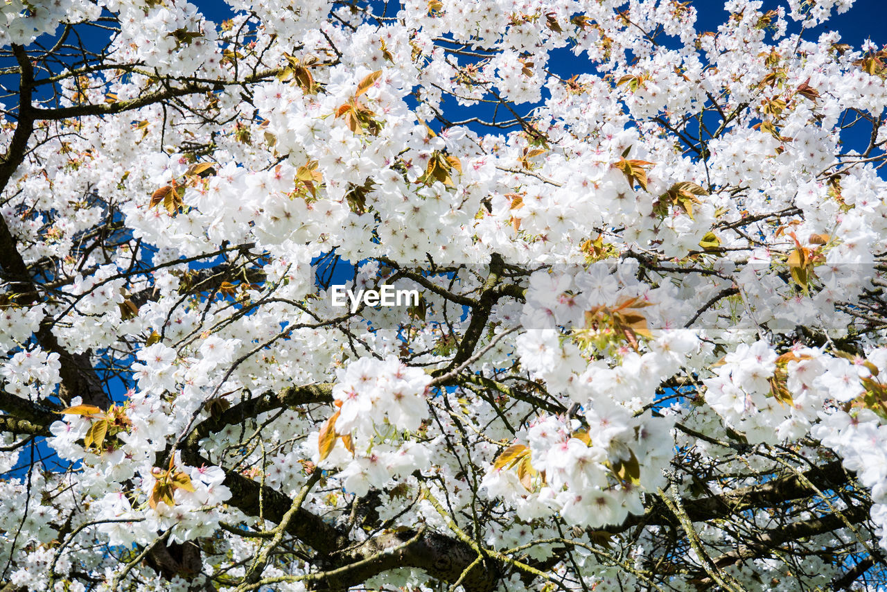 APPLE BLOSSOMS IN SPRING