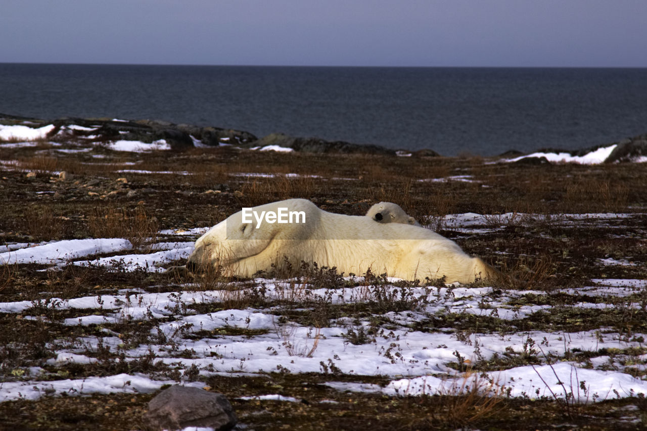 SHEEP IN THE SEA