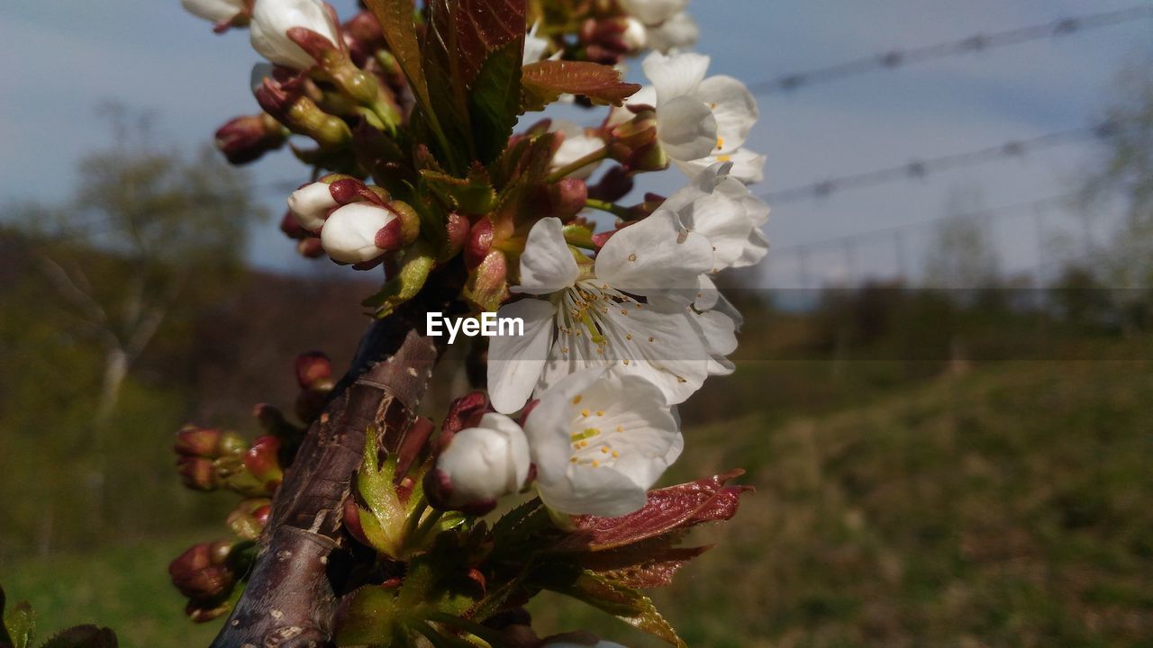 CLOSE-UP OF FLOWERS ON TREE