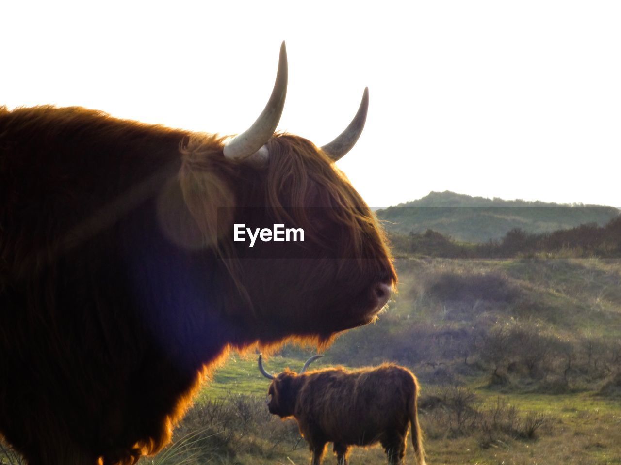 COWS STANDING ON FIELD AGAINST SKY