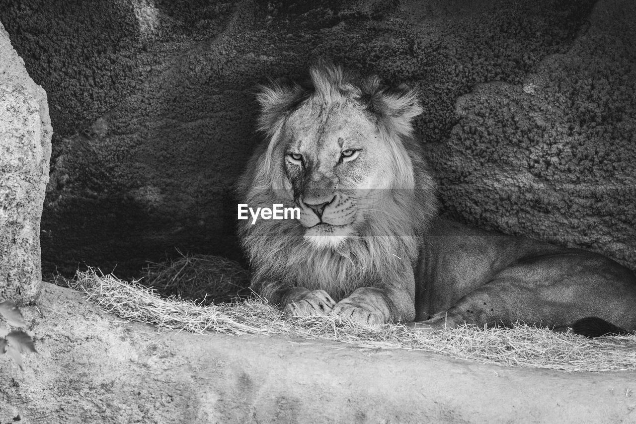 Portrait of lion resting in cave