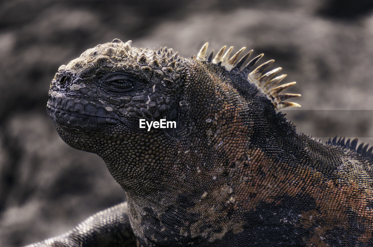 Close-up of the spiky head of a marine iguana on one of the galápagos islands.