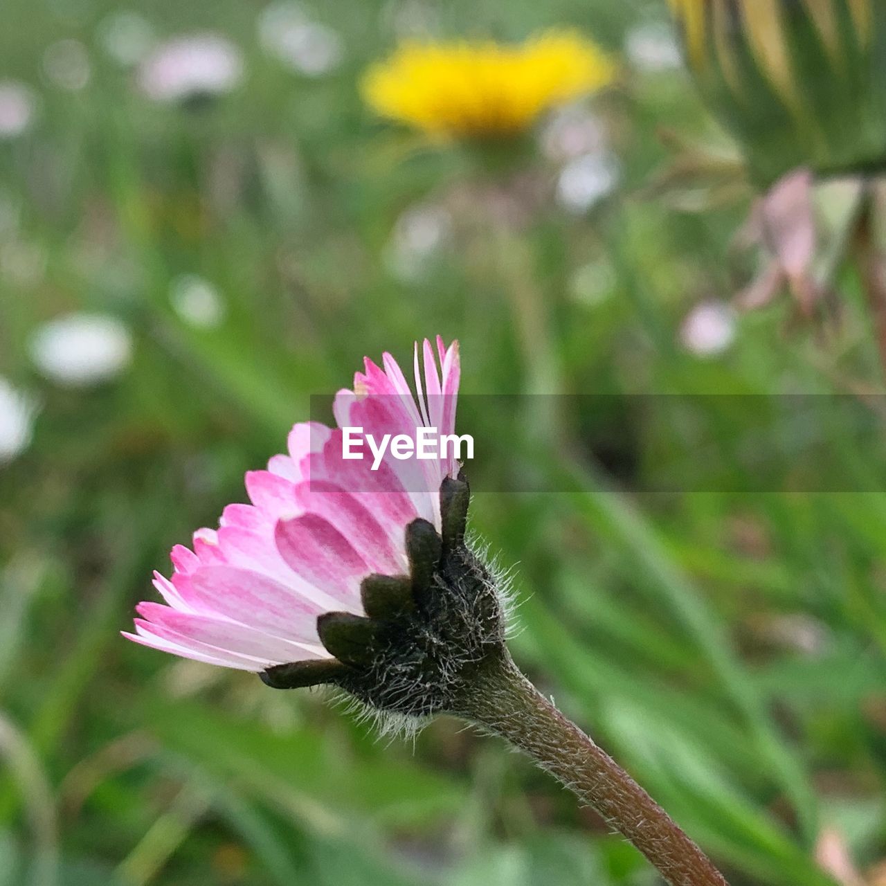 CLOSE-UP OF PINK FLOWER ON PLANT