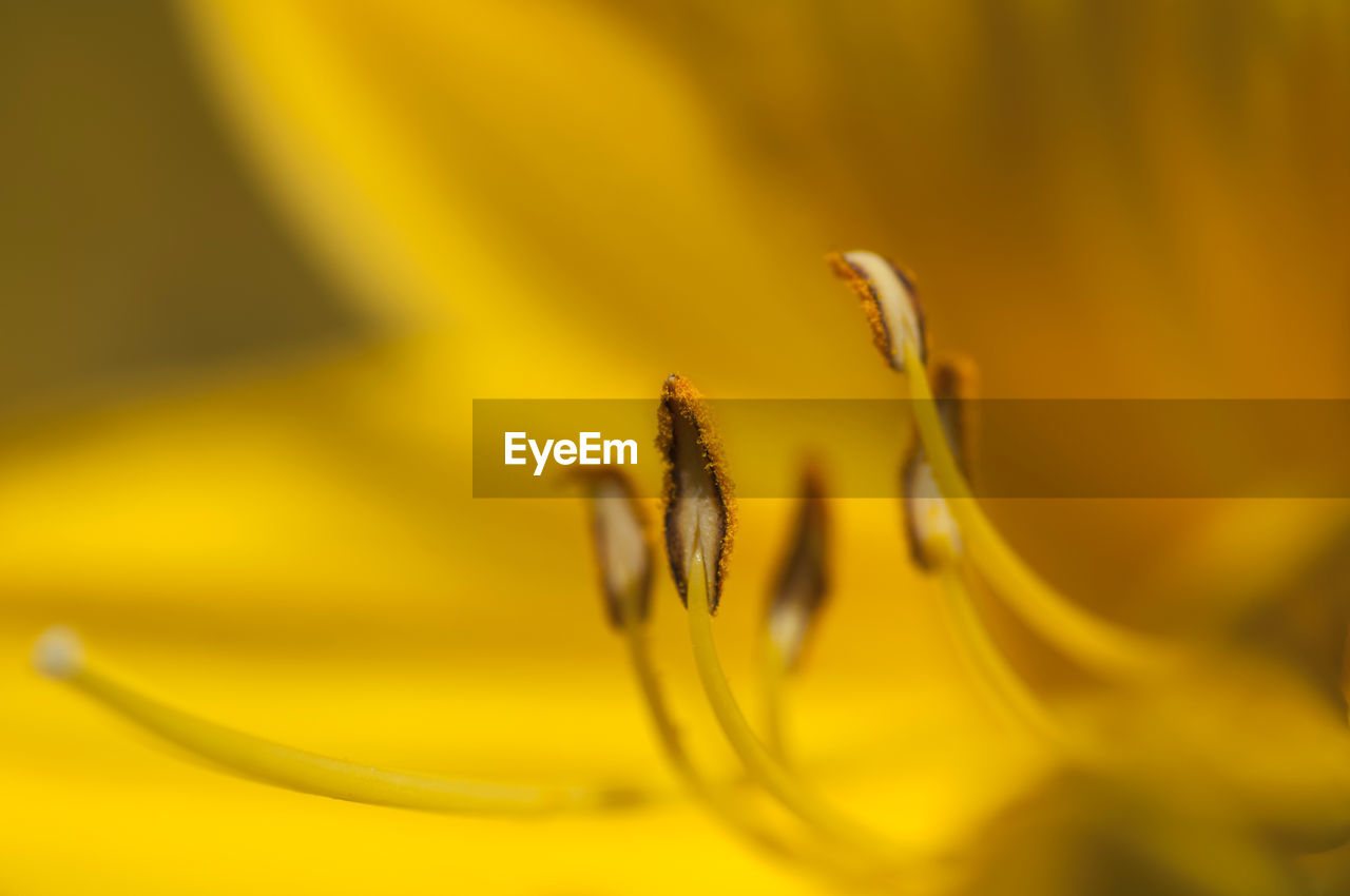 Close-up of yellow flower