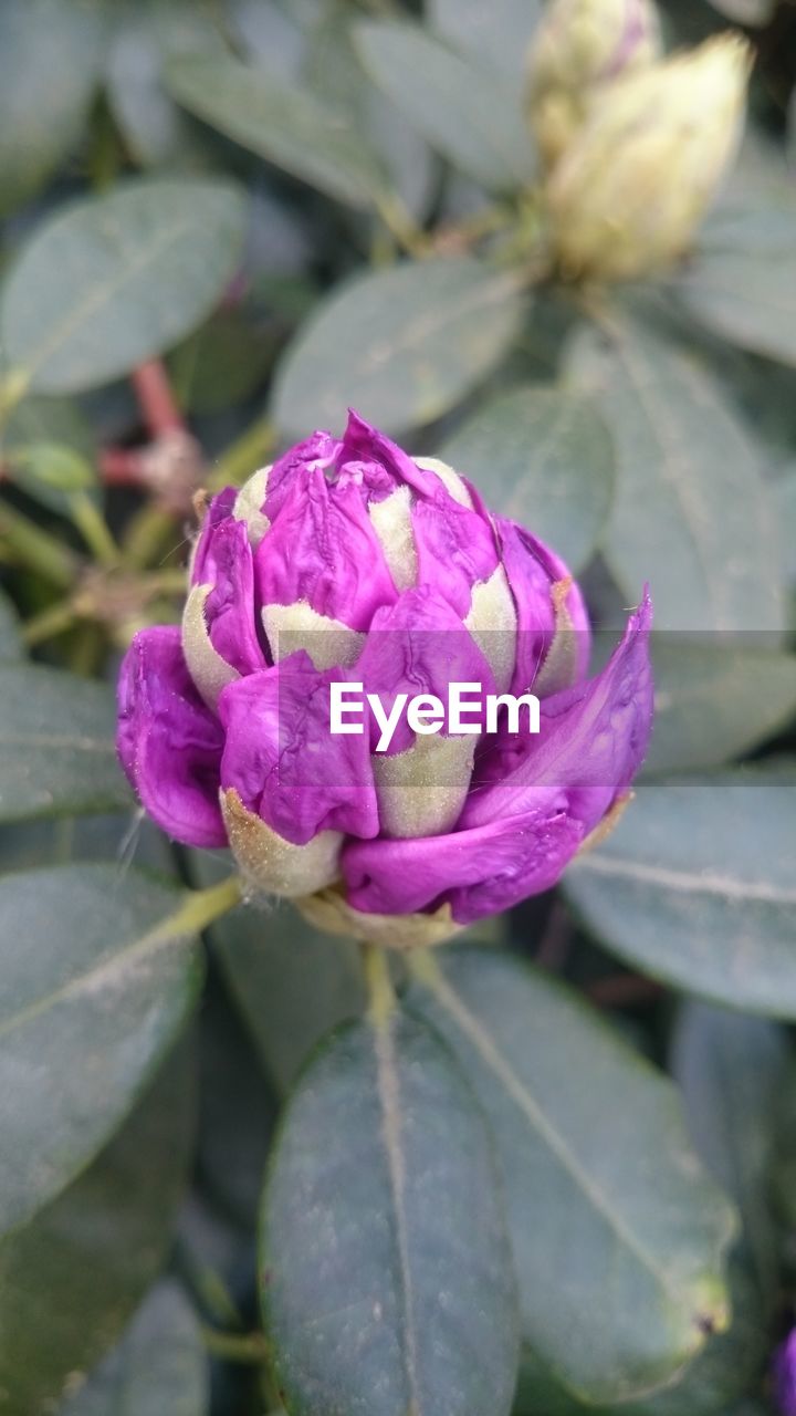 CLOSE-UP OF PINK FLOWERS BLOOMING