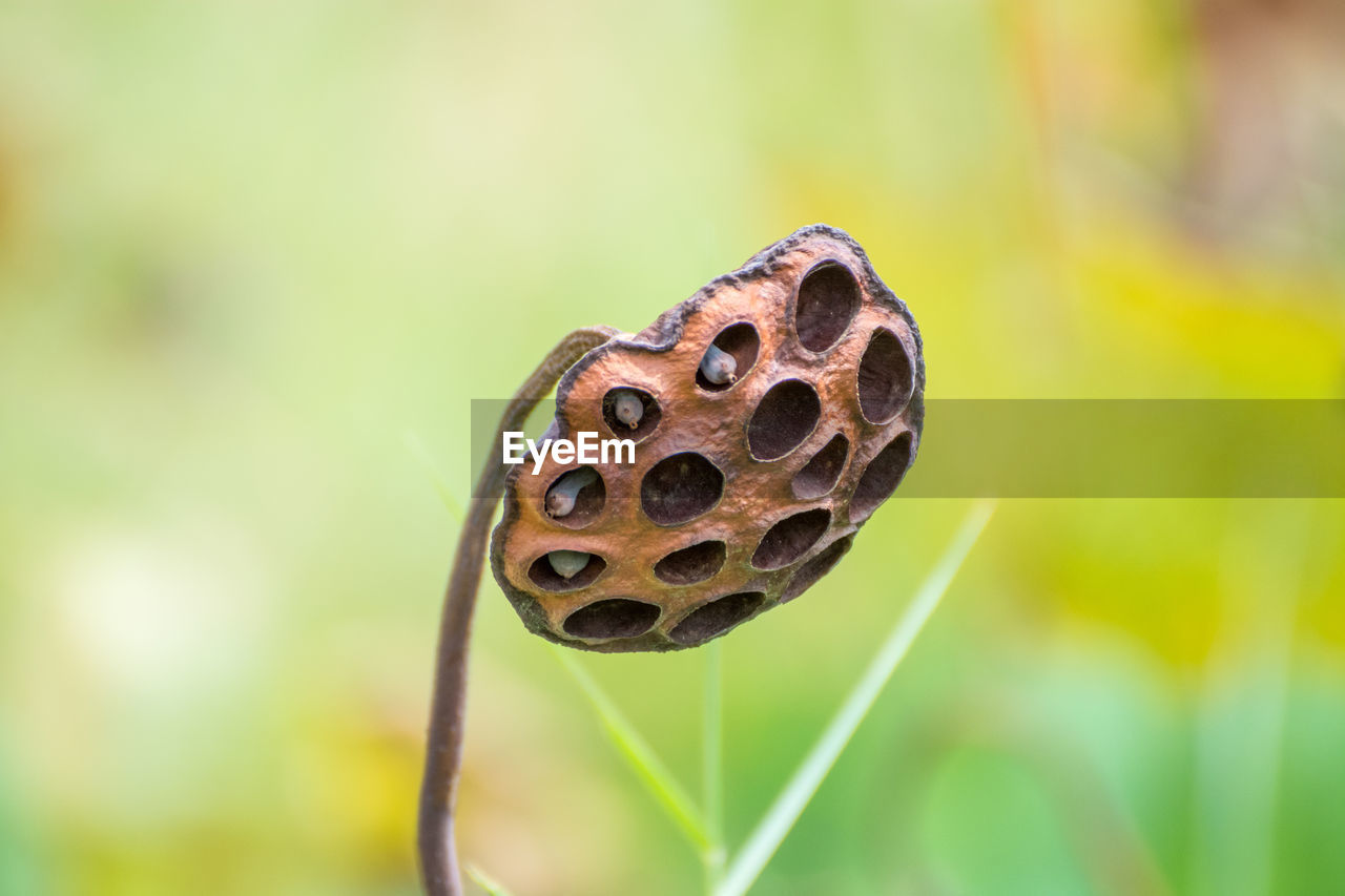 Close-up of lotus pod