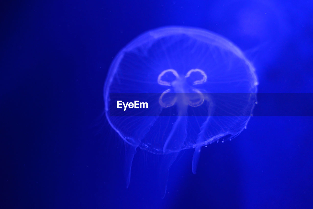 Close-up of jellyfish underwater