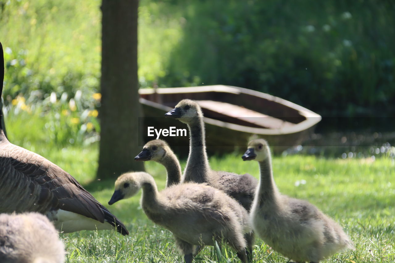 animal themes, bird, animal, group of animals, wildlife, animal wildlife, grass, water bird, plant, goose, nature, ducks, geese and swans, no people, beak, young animal, swan, day, canada goose, green, land, duck, outdoors, field, young bird, focus on foreground