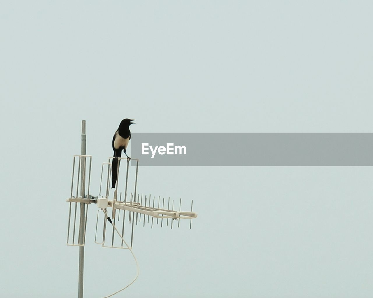 Low angle view of bird perching on metallic pole against clear sky