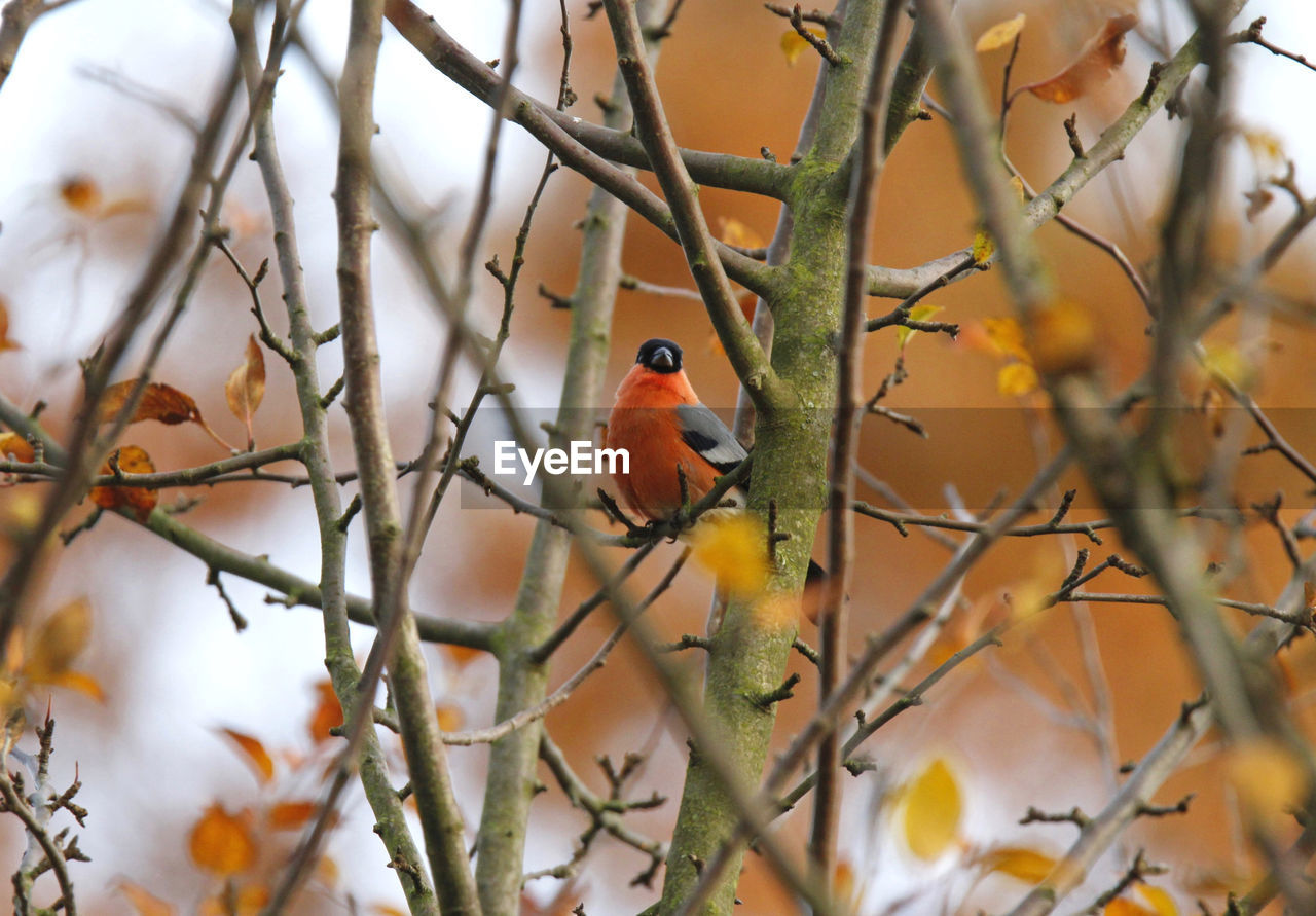 BIRDS PERCHING ON BRANCH