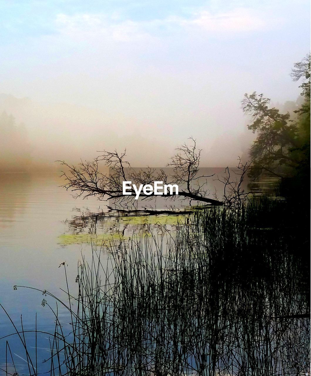 SCENIC VIEW OF LAKE BY TREES AGAINST SKY