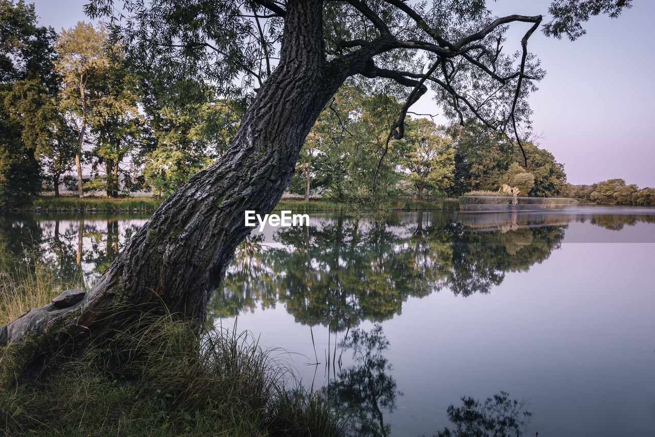 Reflection of trees in calm lake