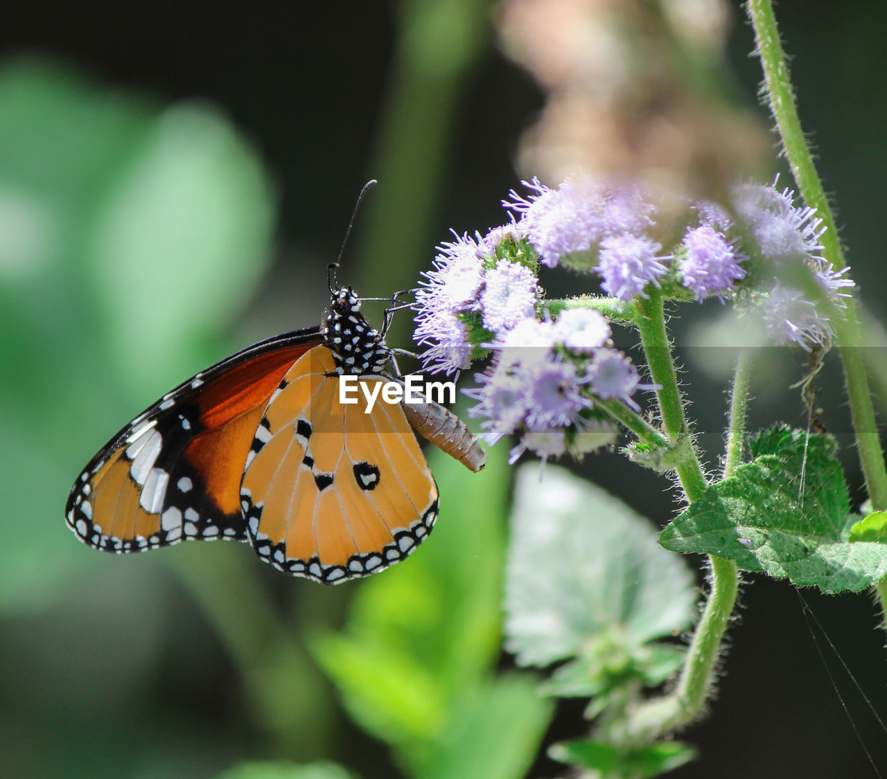 CLOSE-UP OF BUTTERFLY POLLINATING ON PURPLE FLOWERING PLANT