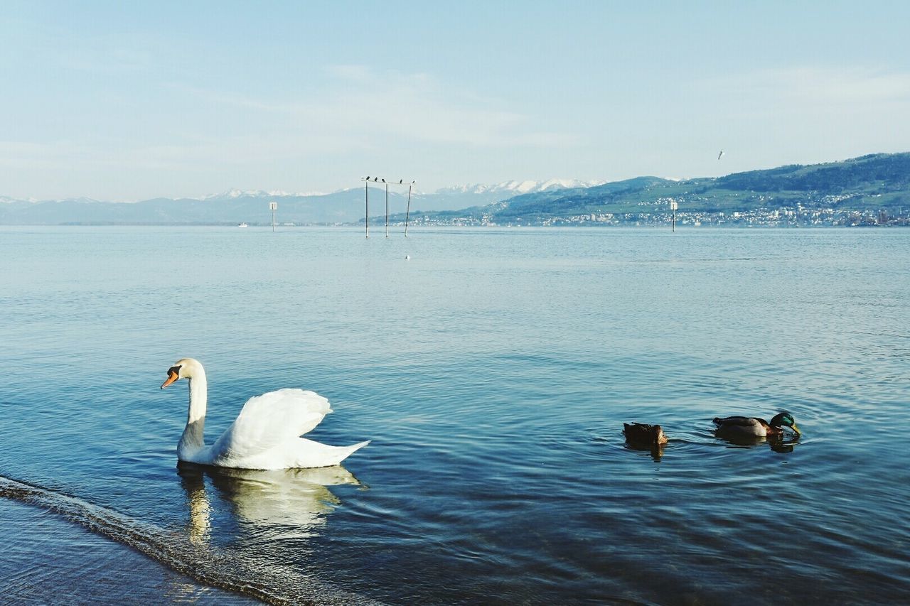 SWANS SWIMMING IN SEA