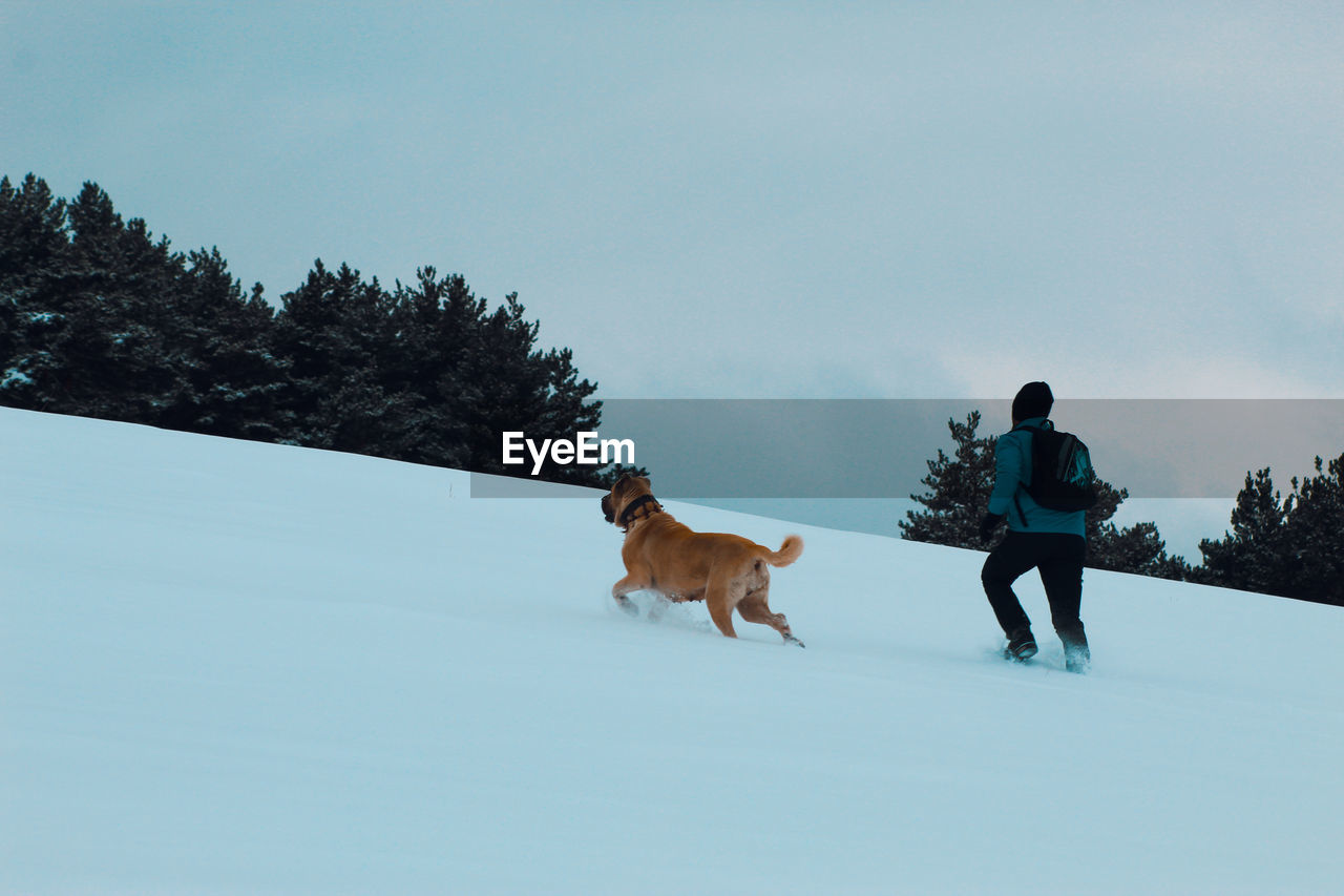 Rear view of dogs on snow field against sky
