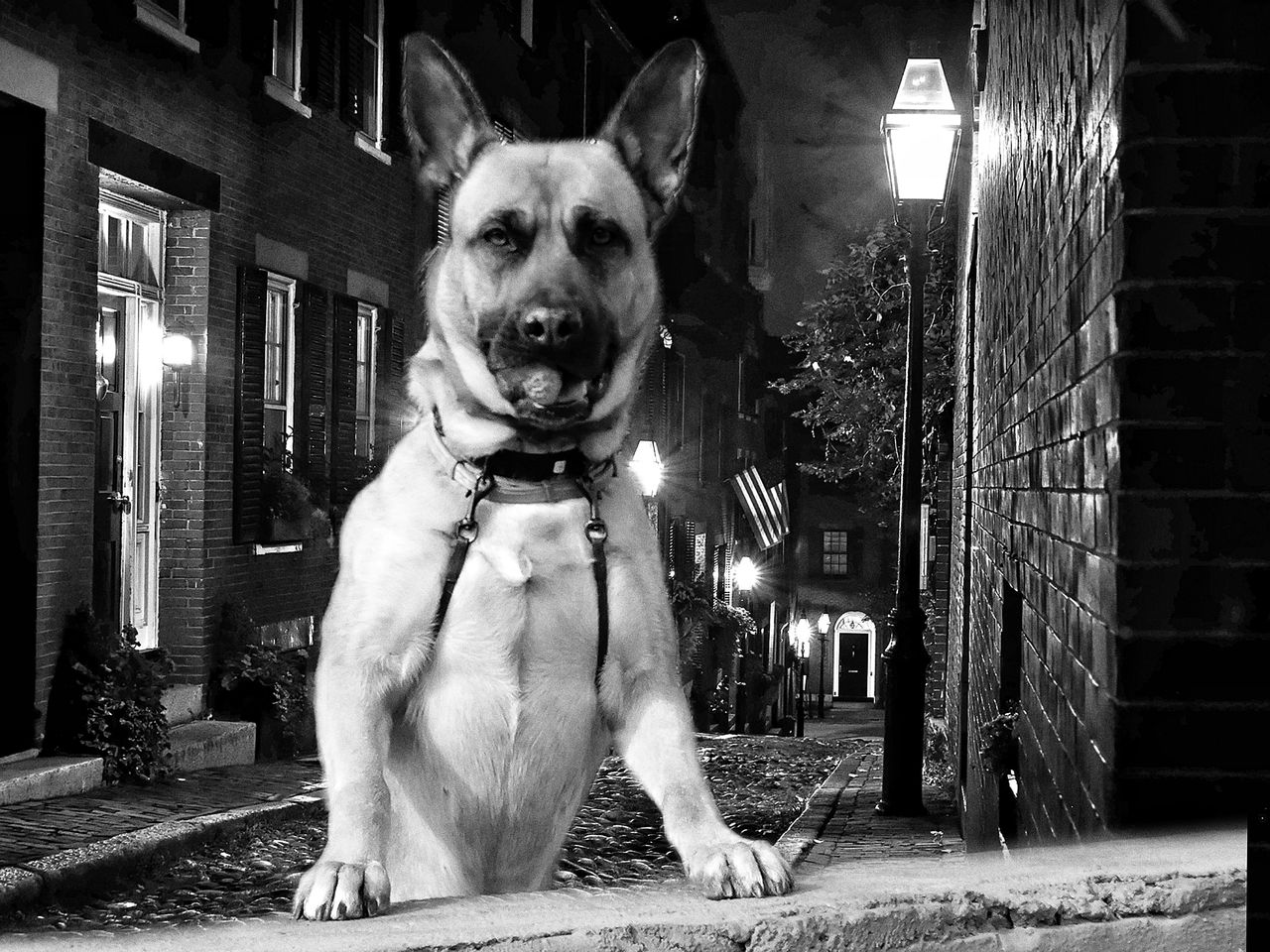 pet, dog, canine, one animal, animal themes, domestic animals, mammal, animal, black, black and white, monochrome, white, monochrome photography, portrait, looking at camera, architecture, carnivore, no people, built structure, building exterior, sitting, collar, pet collar