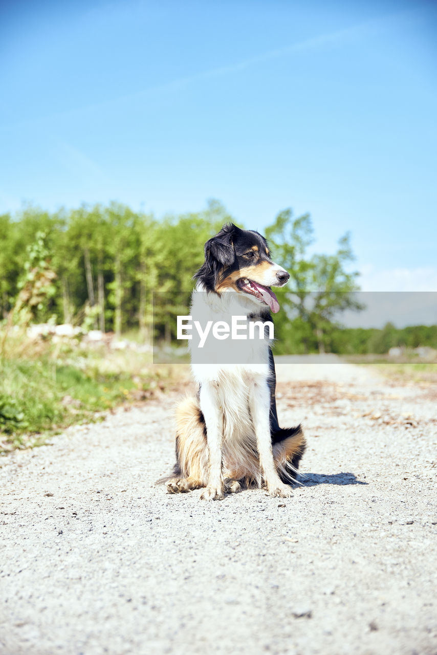 animal themes, animal, one animal, pet, mammal, domestic animals, dog, canine, sky, nature, day, no people, sunlight, road, plant, outdoors, summer, copy space, sunny, selective focus, lap dog, land, sitting, blue, carnivore, clear sky, full length, portrait, purebred dog, border collie, looking