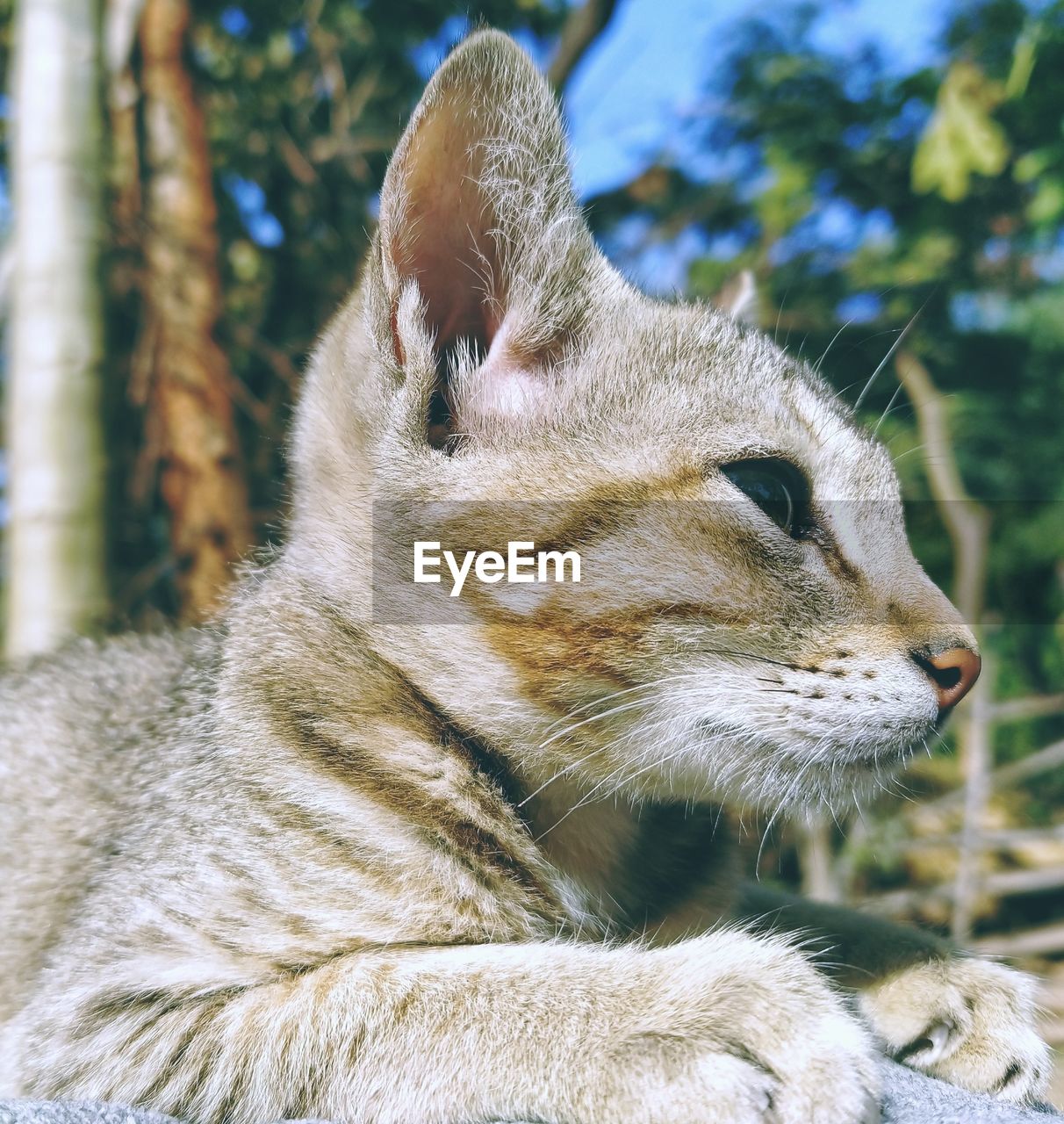 Close-up of a cat looking away