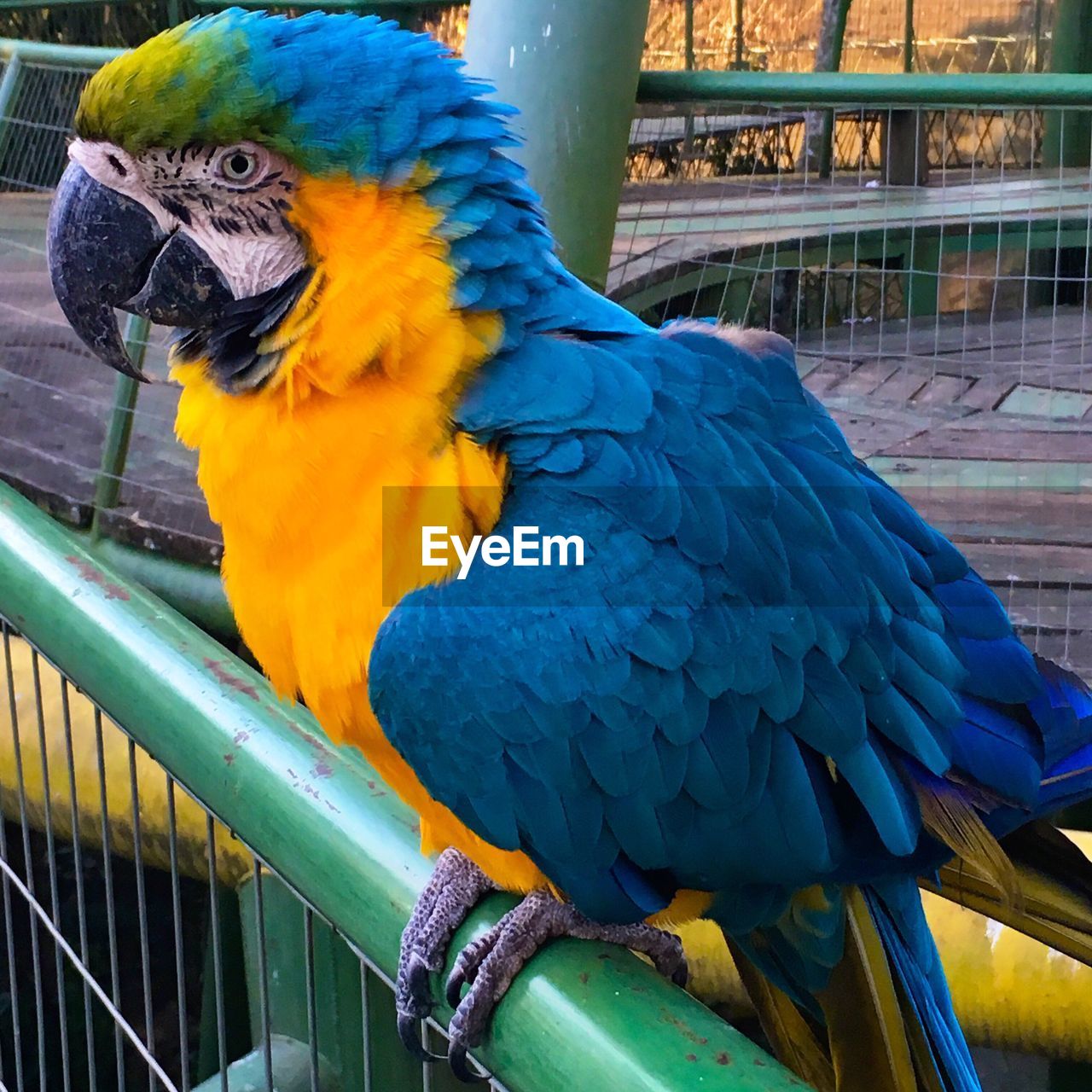 Close-up of gold and blue macaw perching