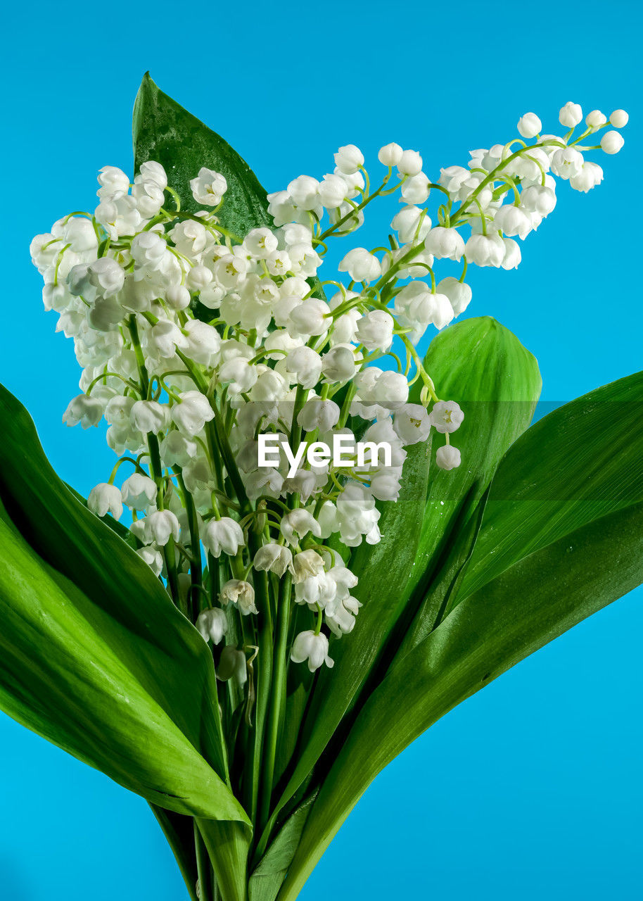 plant, flower, flowering plant, nature, freshness, beauty in nature, blue, leaf, plant part, green, blossom, close-up, no people, fragility, flower head, flower arrangement, colored background, growth, lilac, inflorescence, outdoors, springtime, bouquet, studio shot, white, sky, bunch of flowers, petal