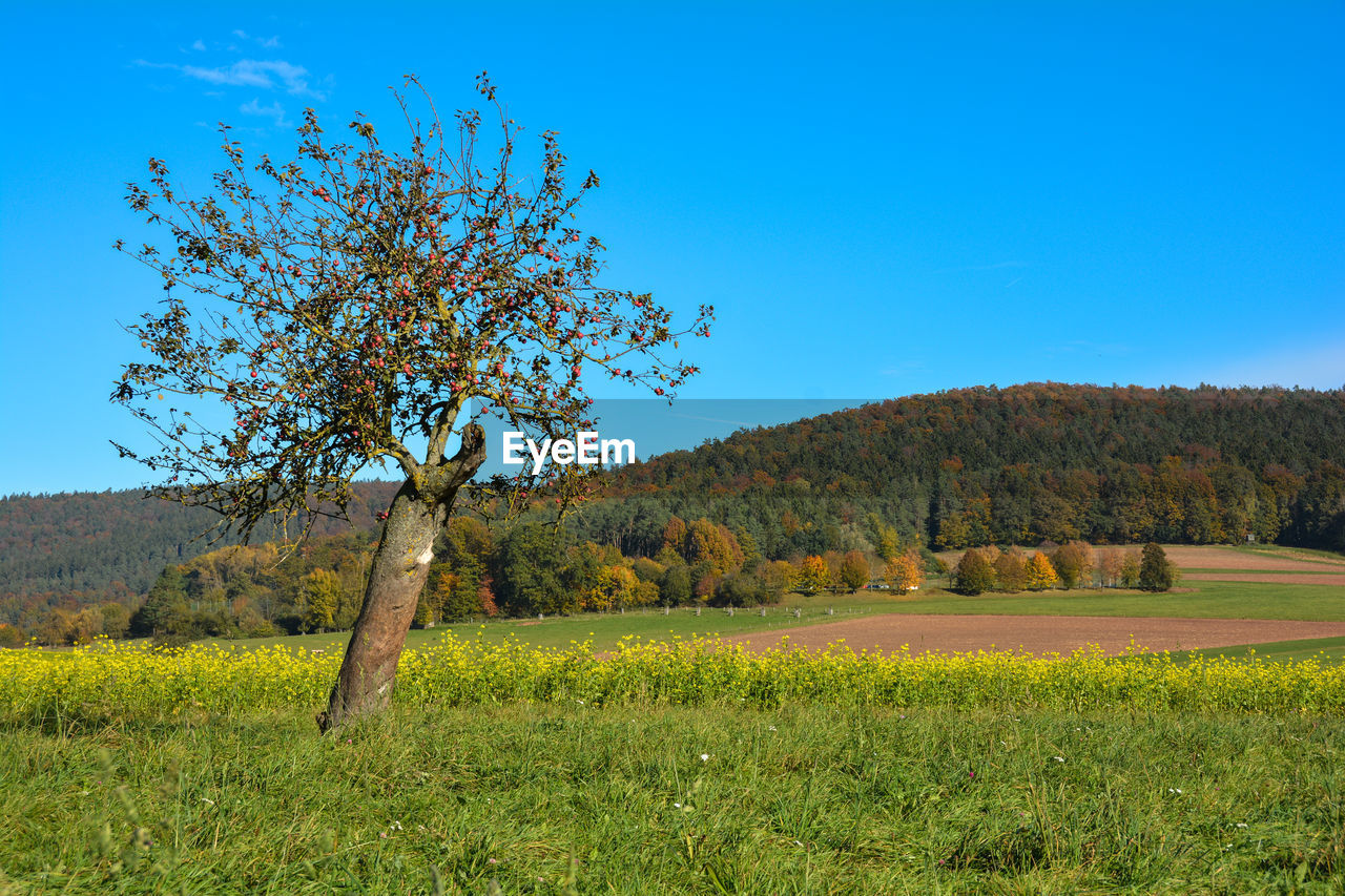 An old apple tree with fruits on the tree stands in green nature  with a blue sky