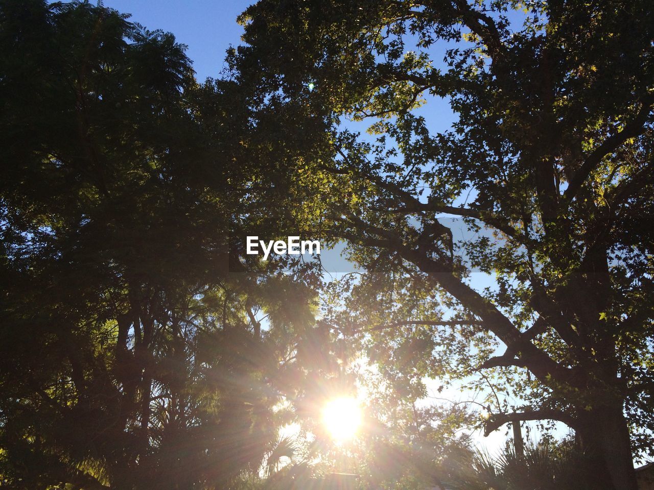 Low angle view of trees on sunny day