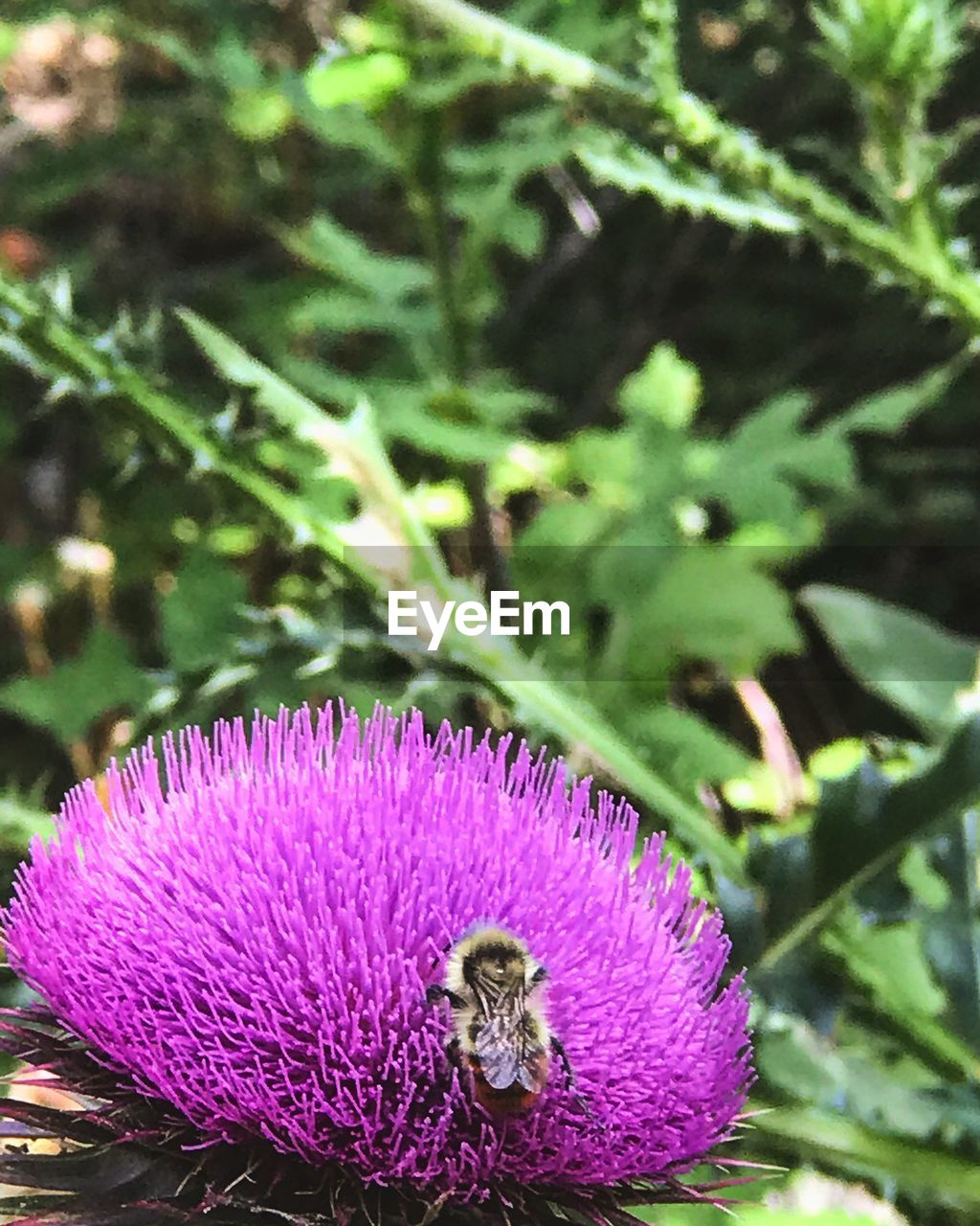 CLOSE-UP OF BEE POLLINATING ON PURPLE THISTLE FLOWER