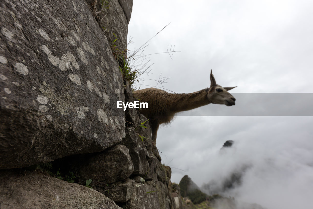 HORSE STANDING ON ROCK