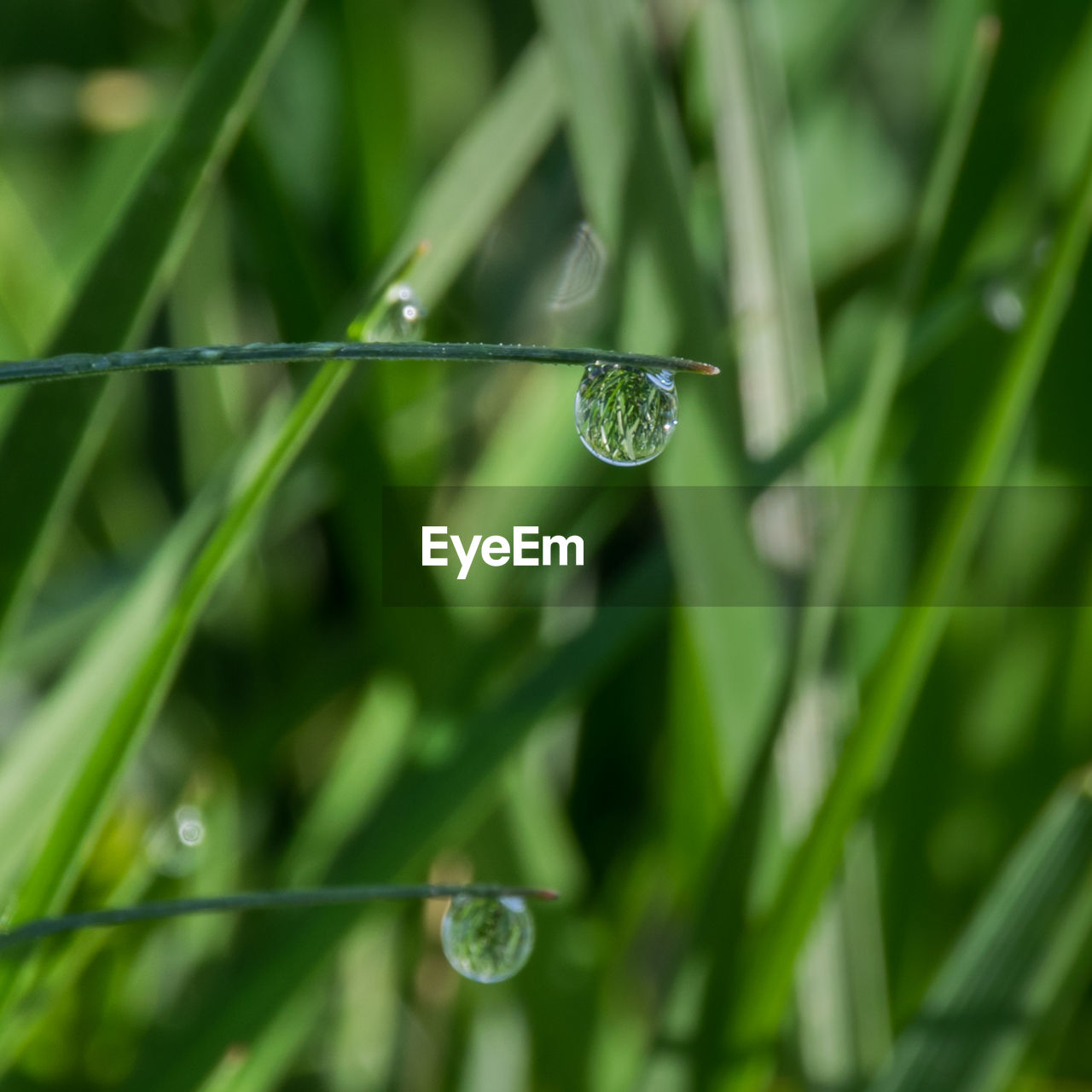 CLOSE-UP OF RAINDROPS ON GRASS