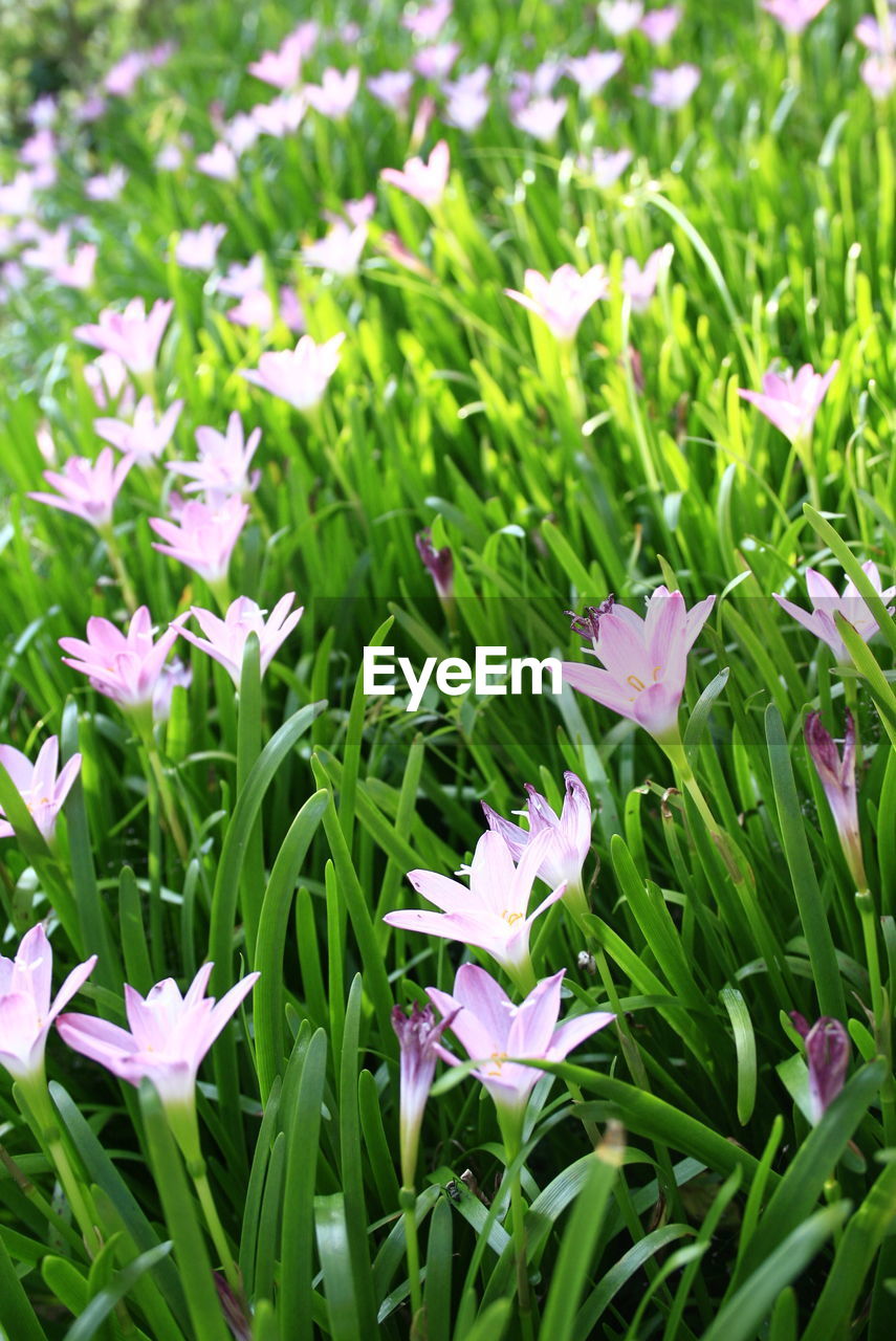 Pink flowers blooming on field