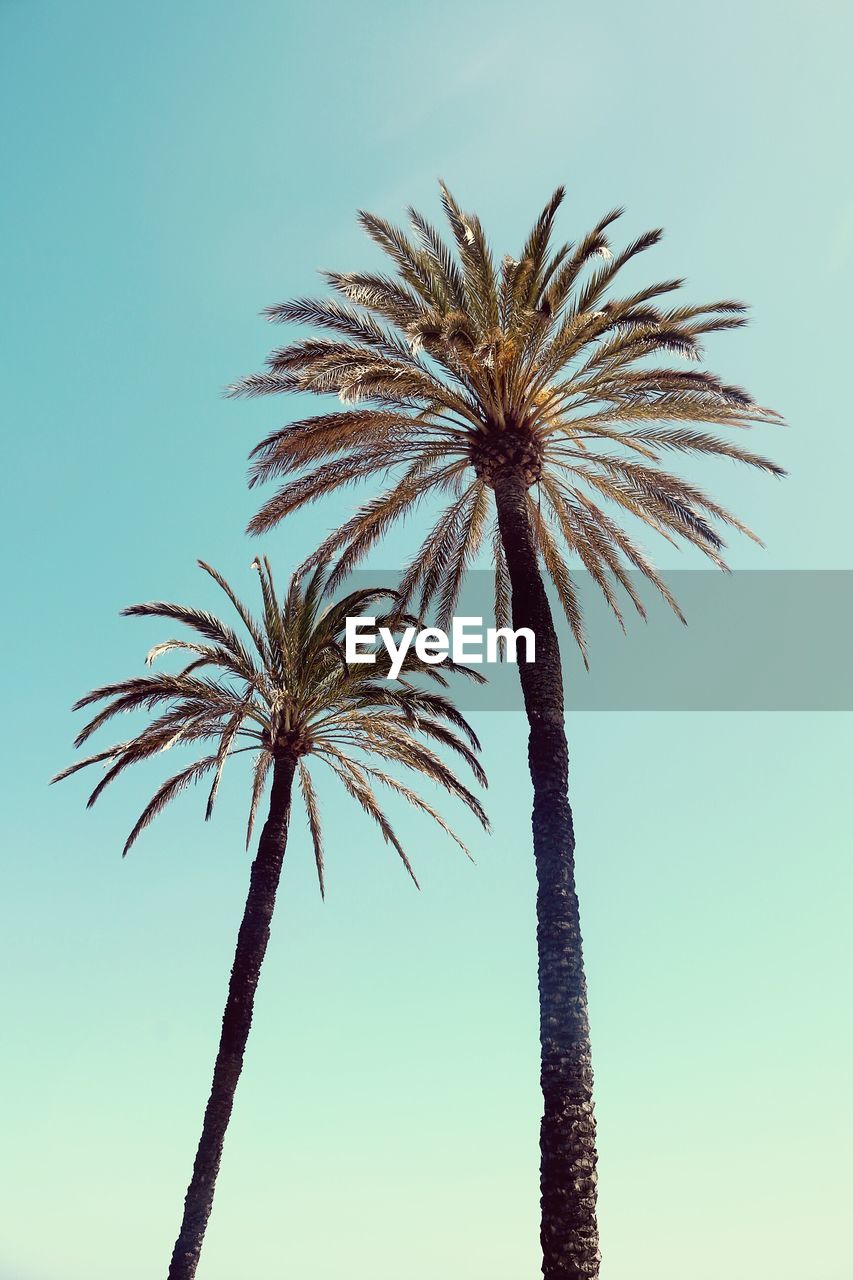 Low angle view of palm tree against clear sky