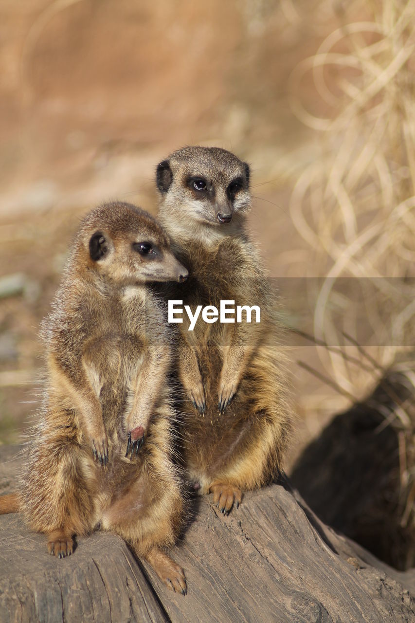 animal, animal themes, meerkat, animal wildlife, wildlife, group of animals, mammal, two animals, whiskers, no people, protection, nature, security, close-up, togetherness, cute, alertness, young animal, outdoors, portrait, guarding, day, looking at camera, focus on foreground, carnivore, standing