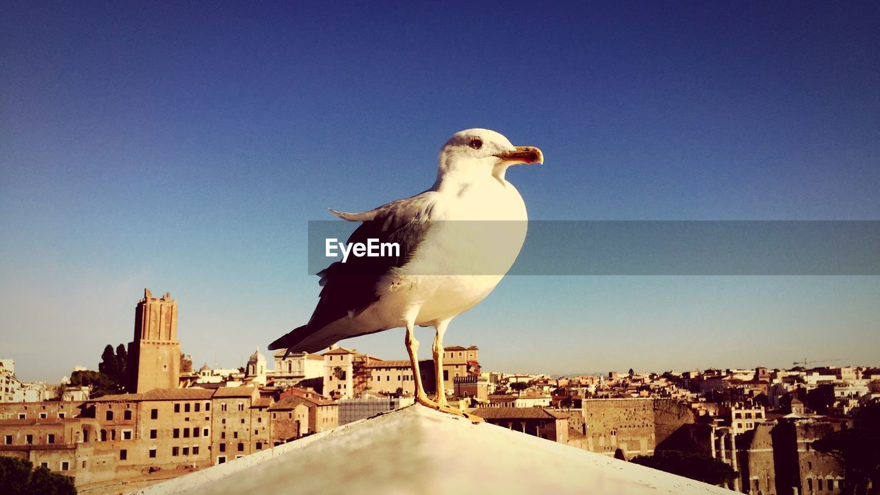 Close-up of bird against townscape