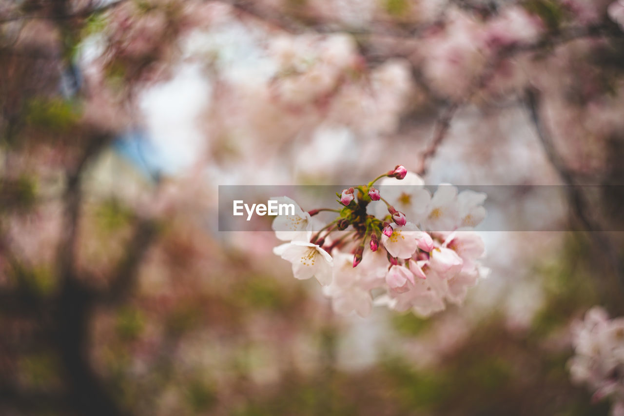 Close-up of pink cherry blossoms