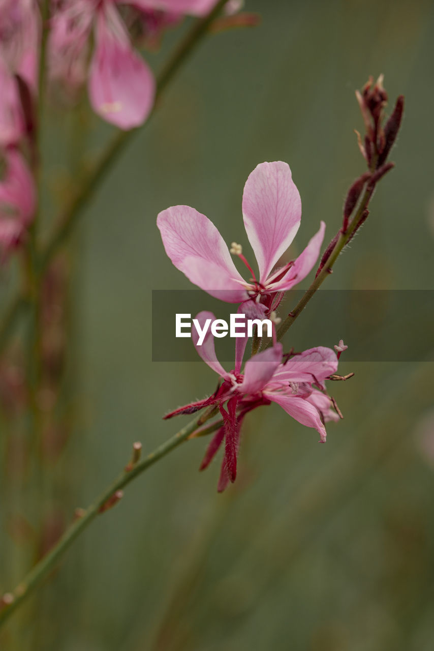 plant, flower, flowering plant, beauty in nature, pink, blossom, freshness, close-up, fragility, nature, macro photography, growth, tree, petal, no people, springtime, branch, leaf, focus on foreground, inflorescence, flower head, wildflower, outdoors, shrub, botany, bud, pollen, day, selective focus, spring, twig, stamen, plant stem