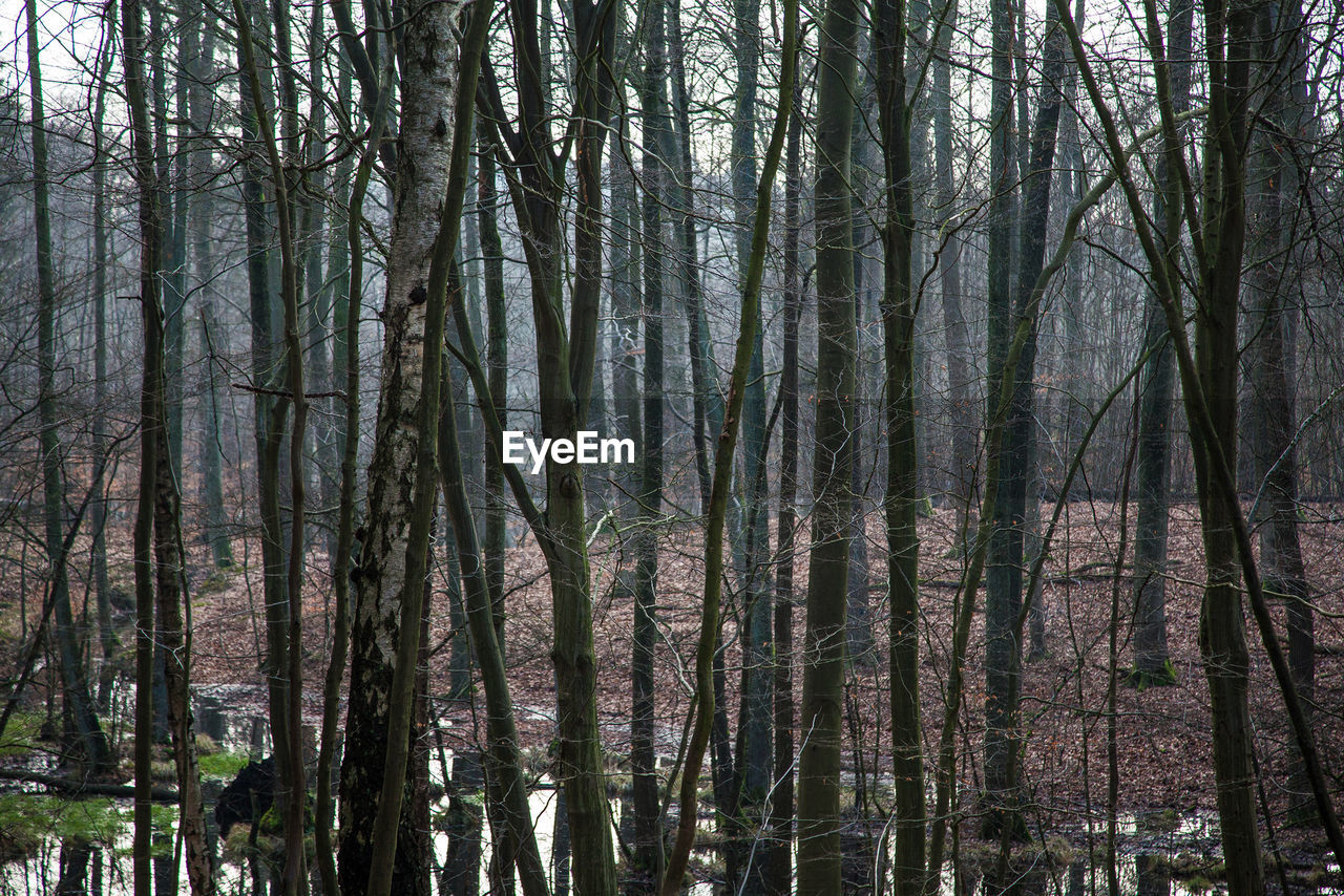 LOW ANGLE VIEW OF TREES IN FOREST