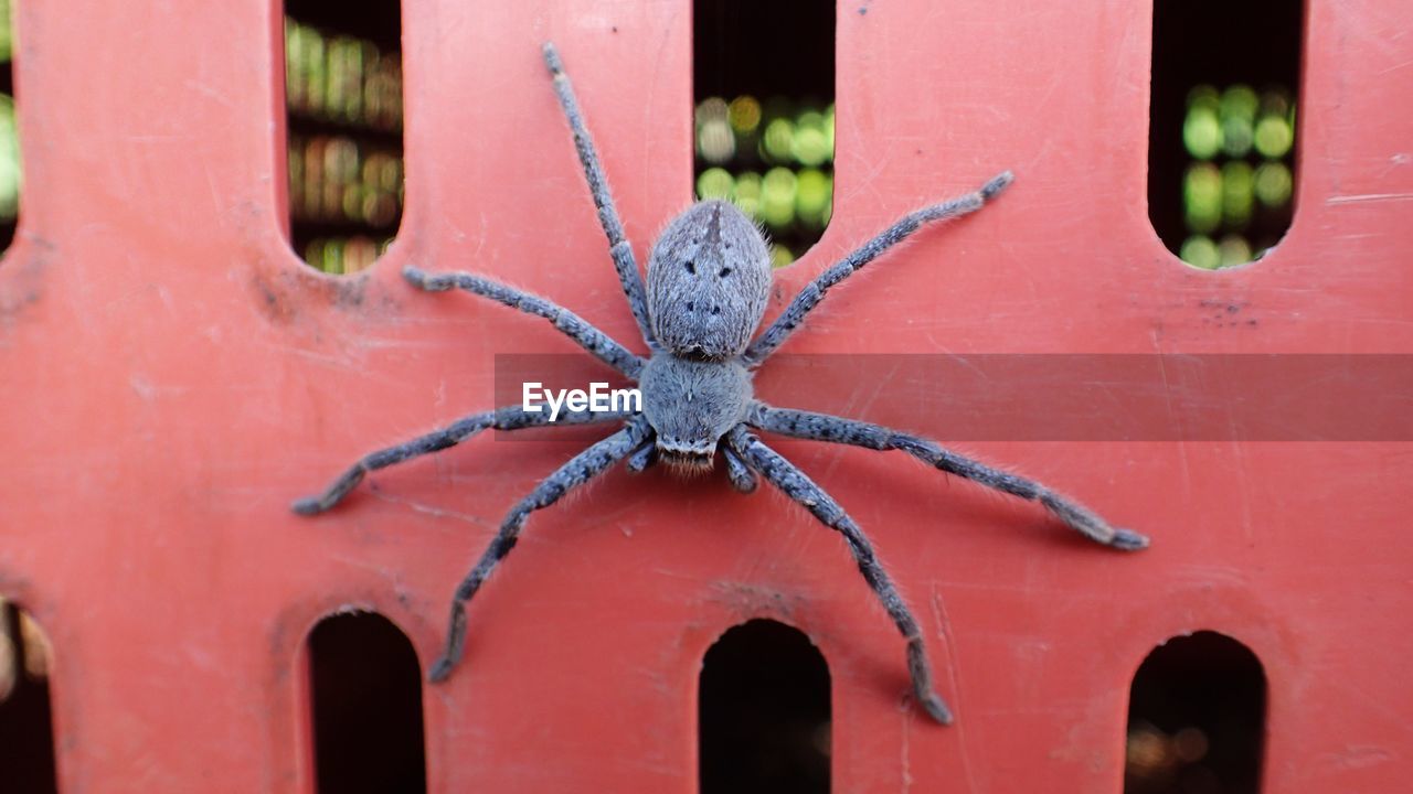 Close-up of a spider on a plastic bin