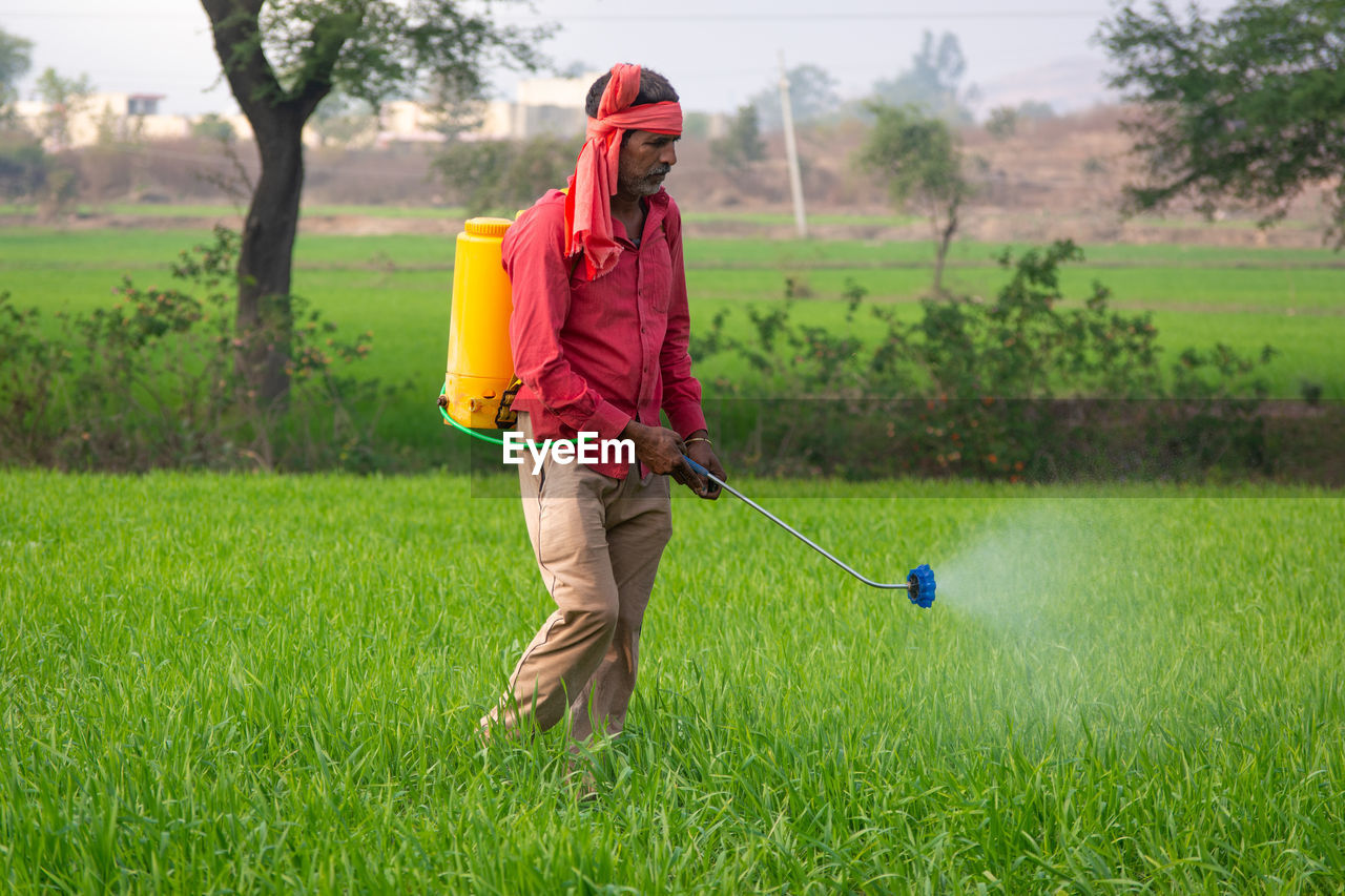 Indian farmer spraying fertilizer in his wheat field. agriculture worker.