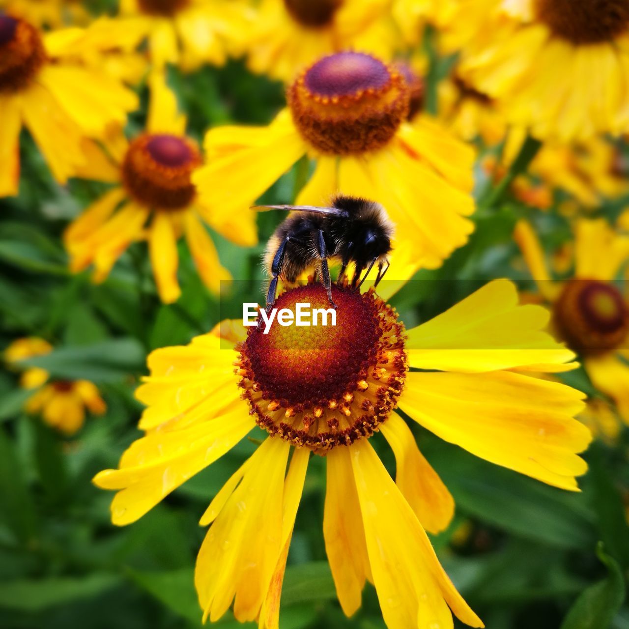 Bumblebee pollinating on yellow flower