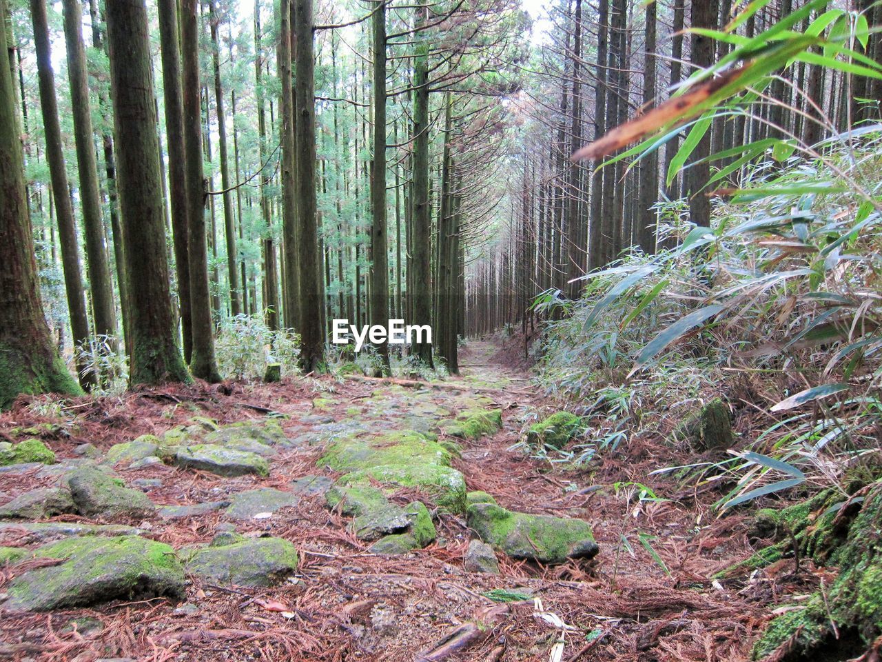 VIEW OF TREES IN FOREST