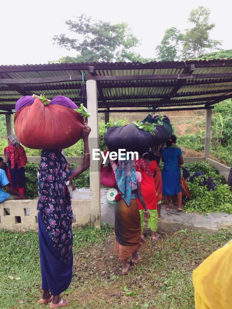 REAR VIEW OF FRIENDS STANDING AGAINST TREES