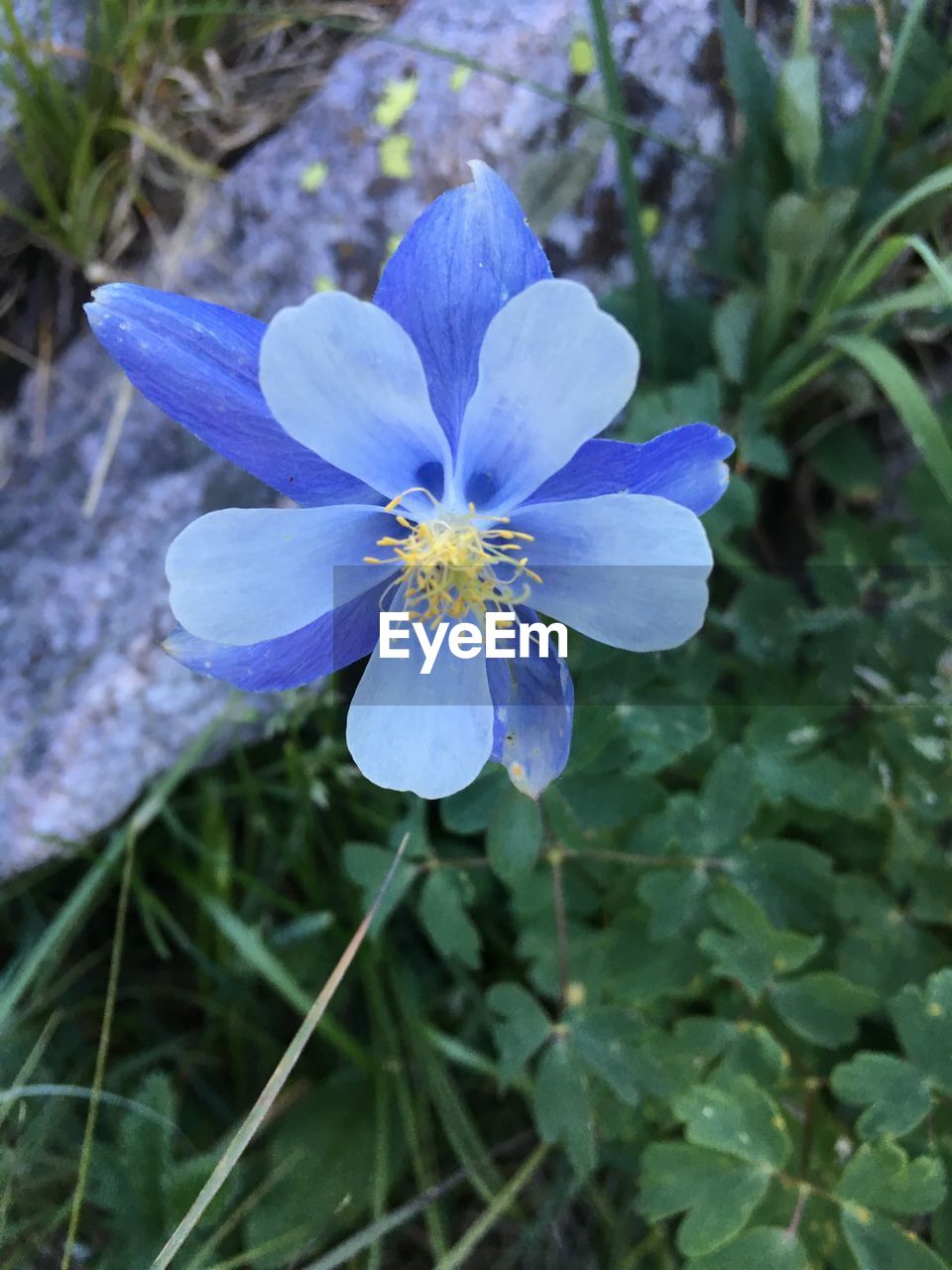 Close-up of flower blooming outdoors