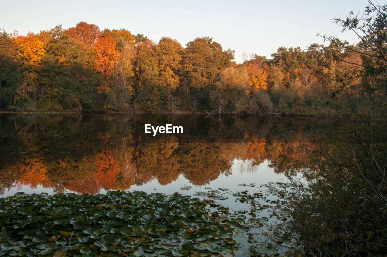 Reflection of trees in lake during autumn