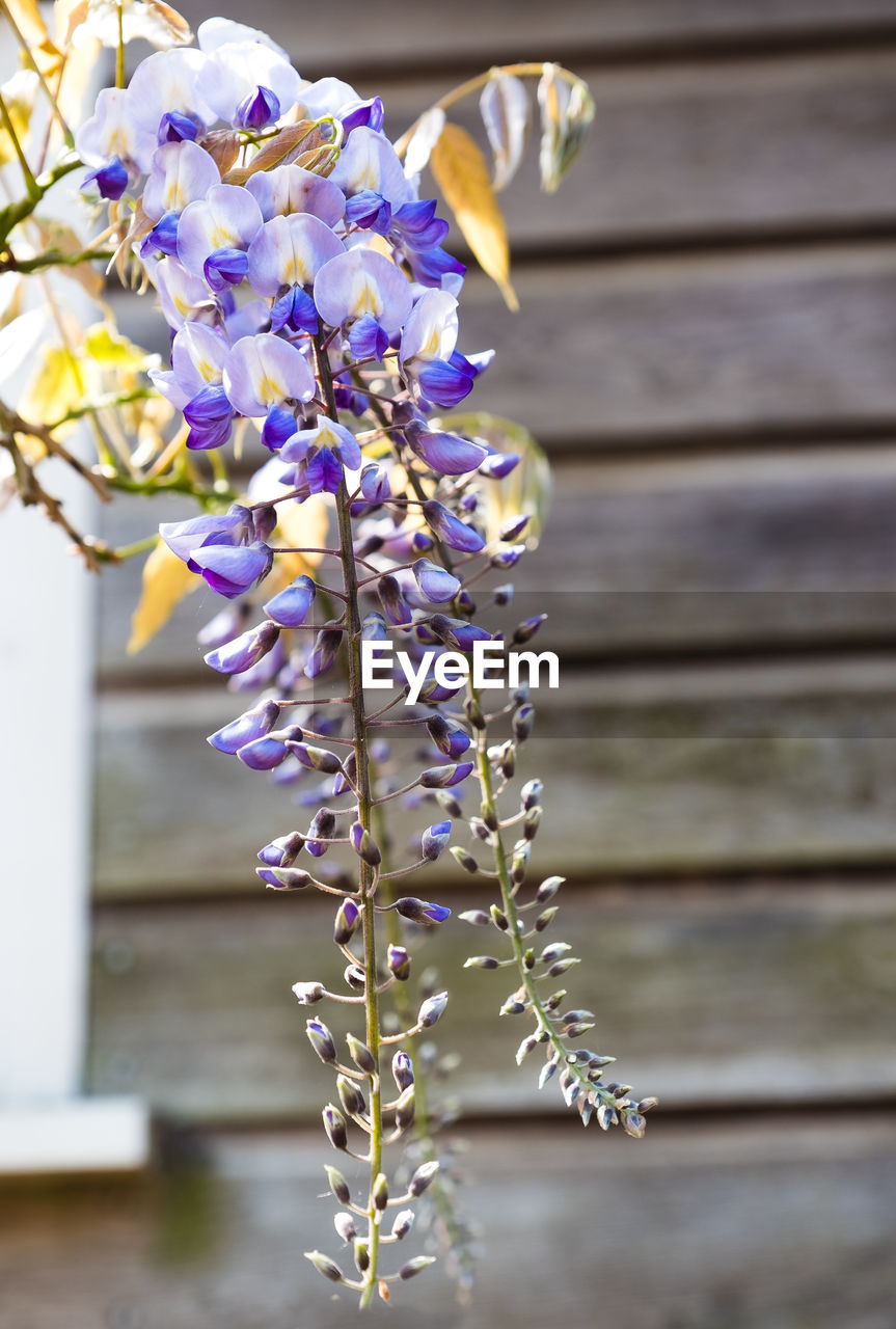 CLOSE-UP OF FRESH PURPLE FLOWERS