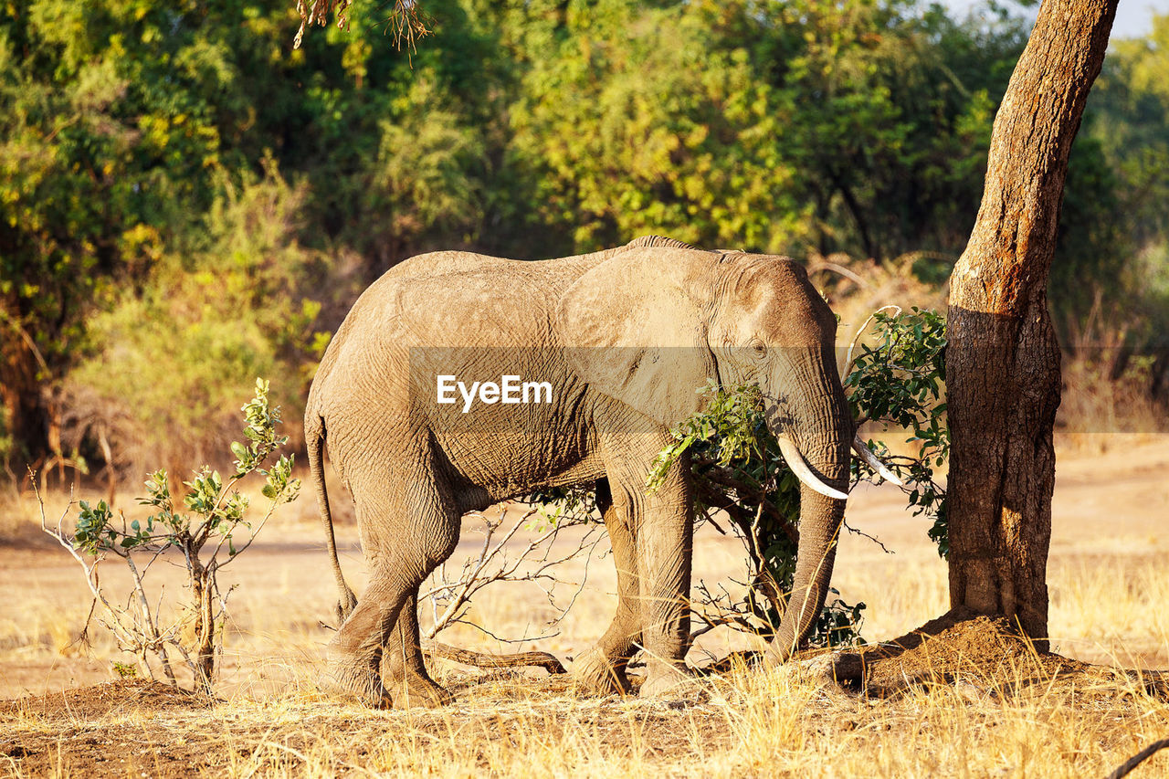 Elephants drinking water