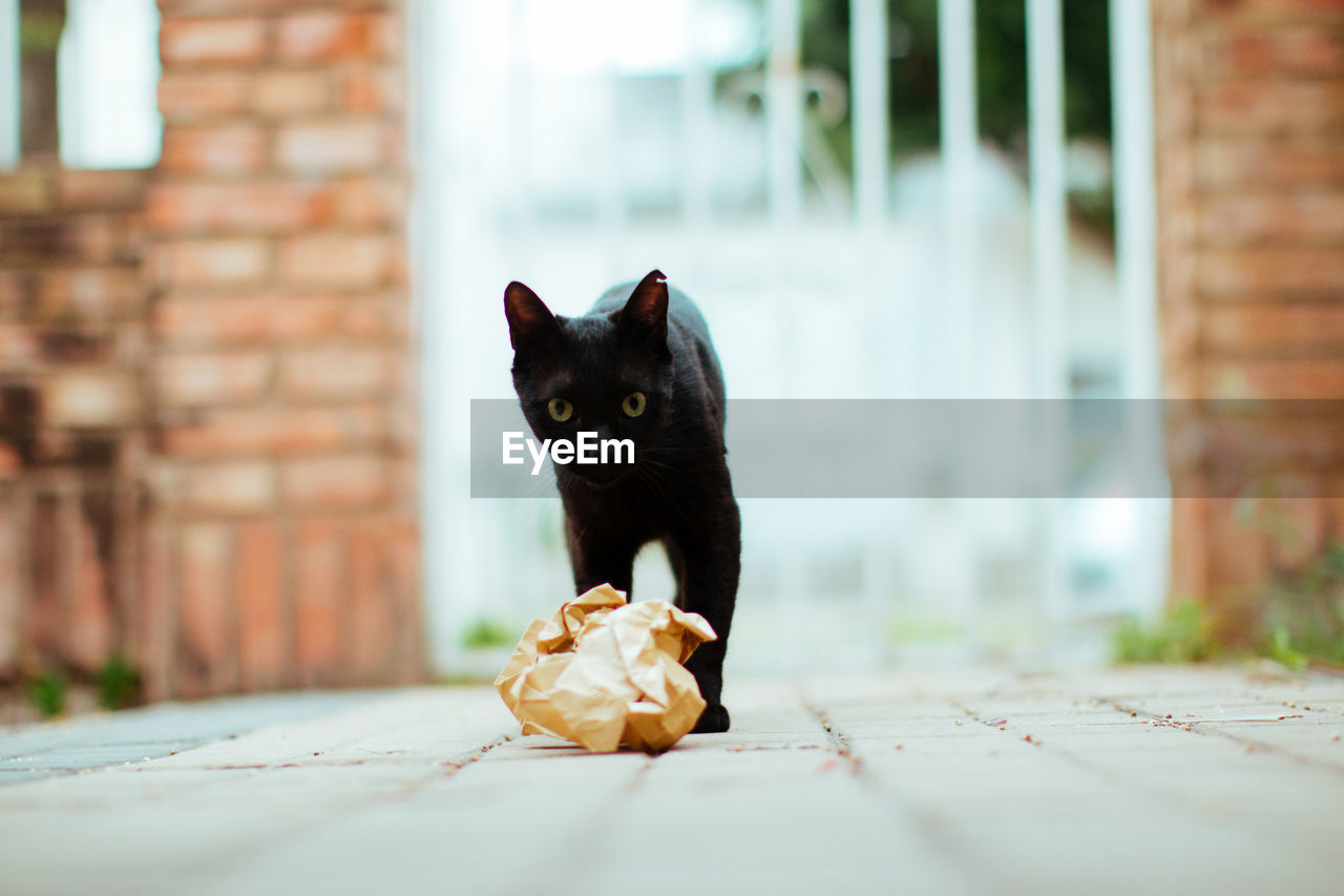 Black cat playing with paper on the street