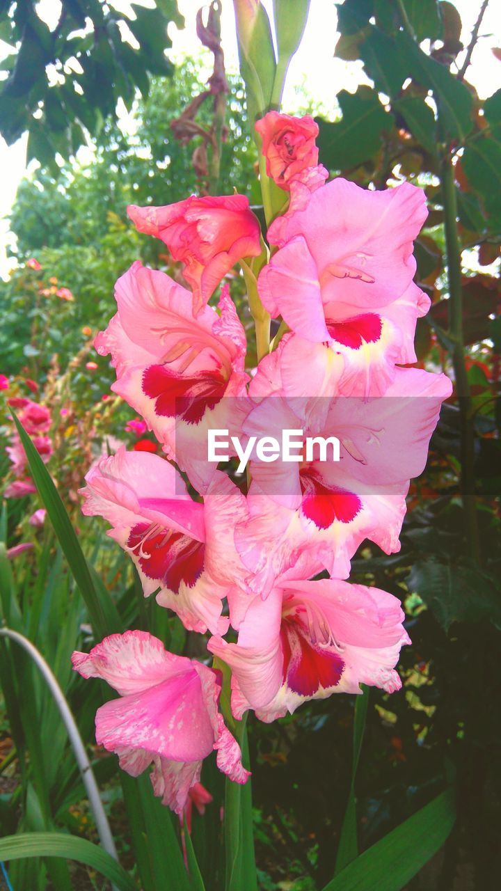 CLOSE-UP OF PINK FLOWERS