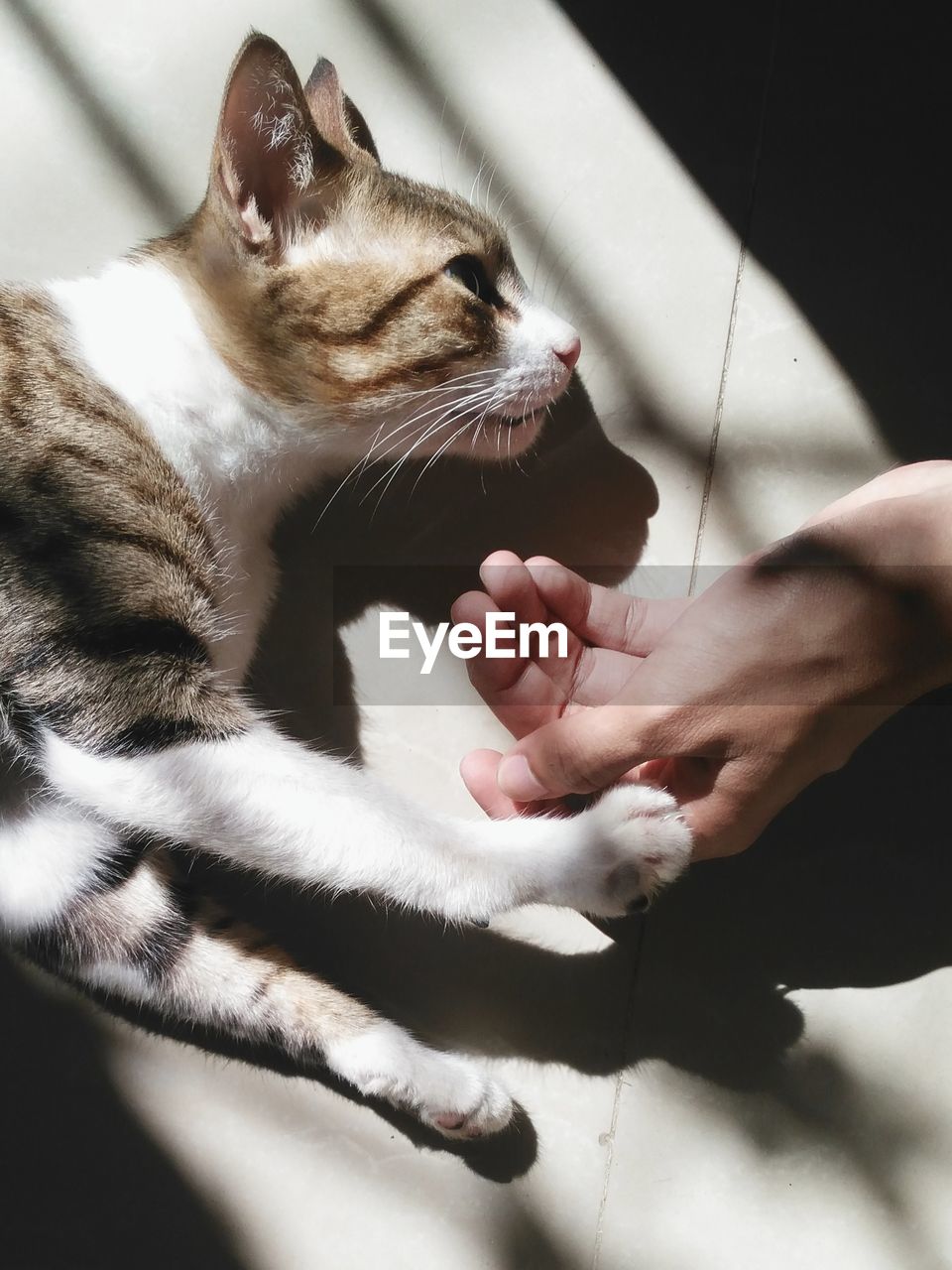 Close-up of hand cuddling cat