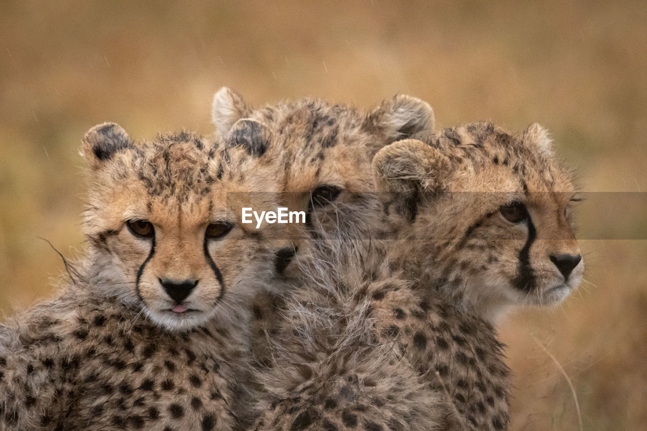 Close-up of cheetah cubs on land